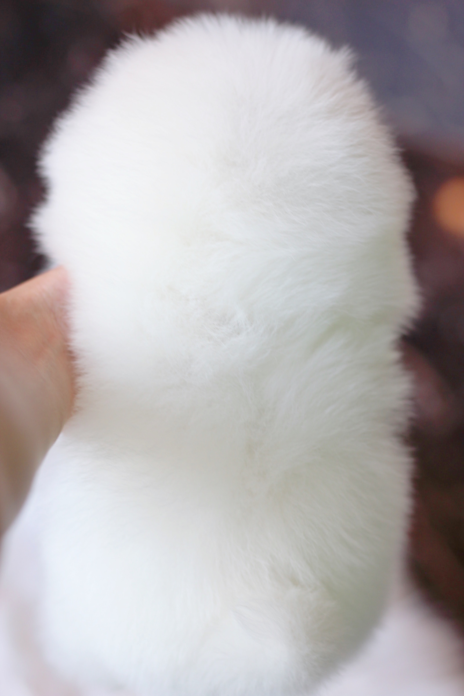 ปอมเมอเรเนียน เพศเมีย สีขาวครีม