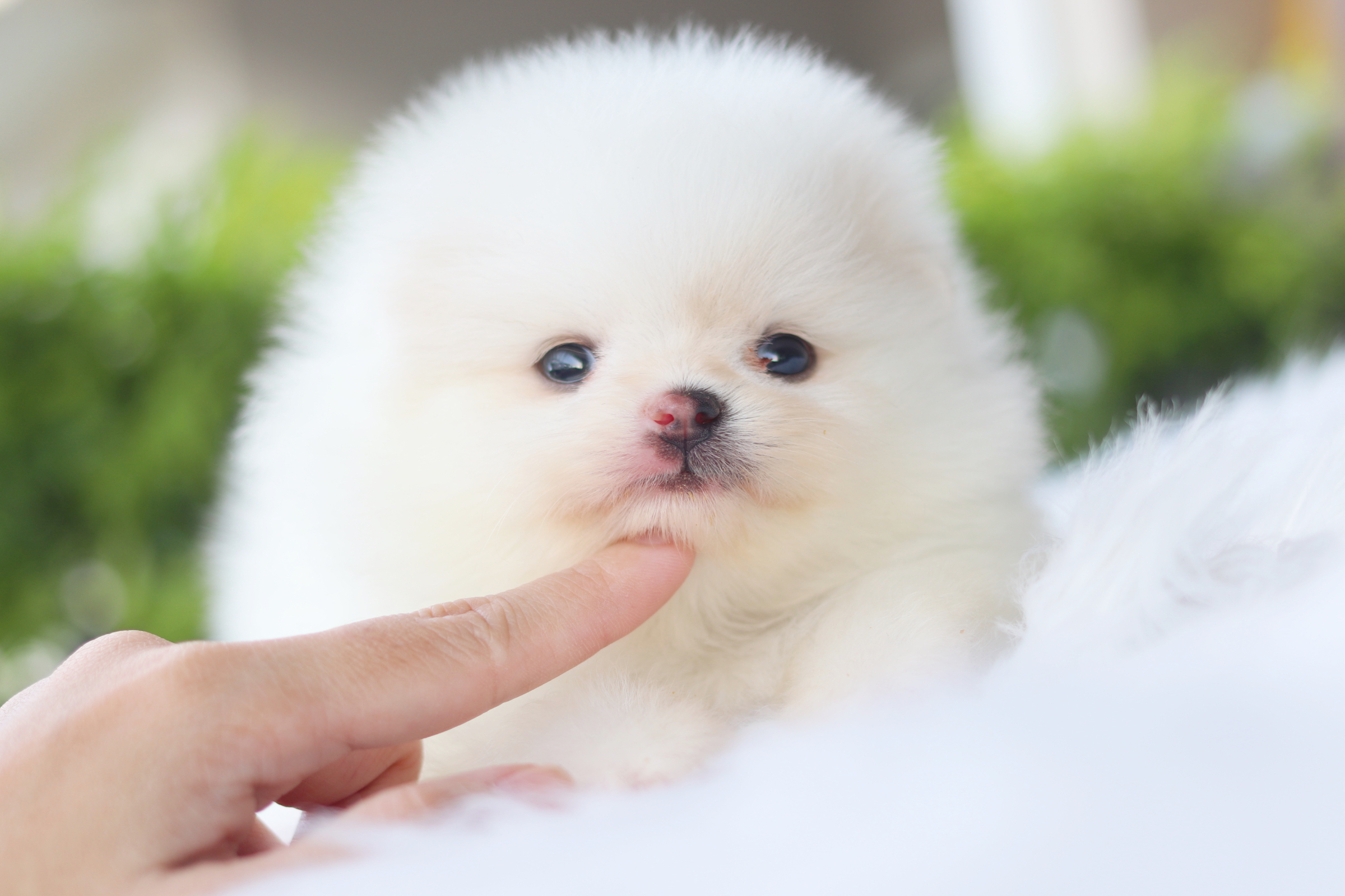 ปอมเมอเรเนียน เพศเมียสีขาวครีมเกรดโชว์