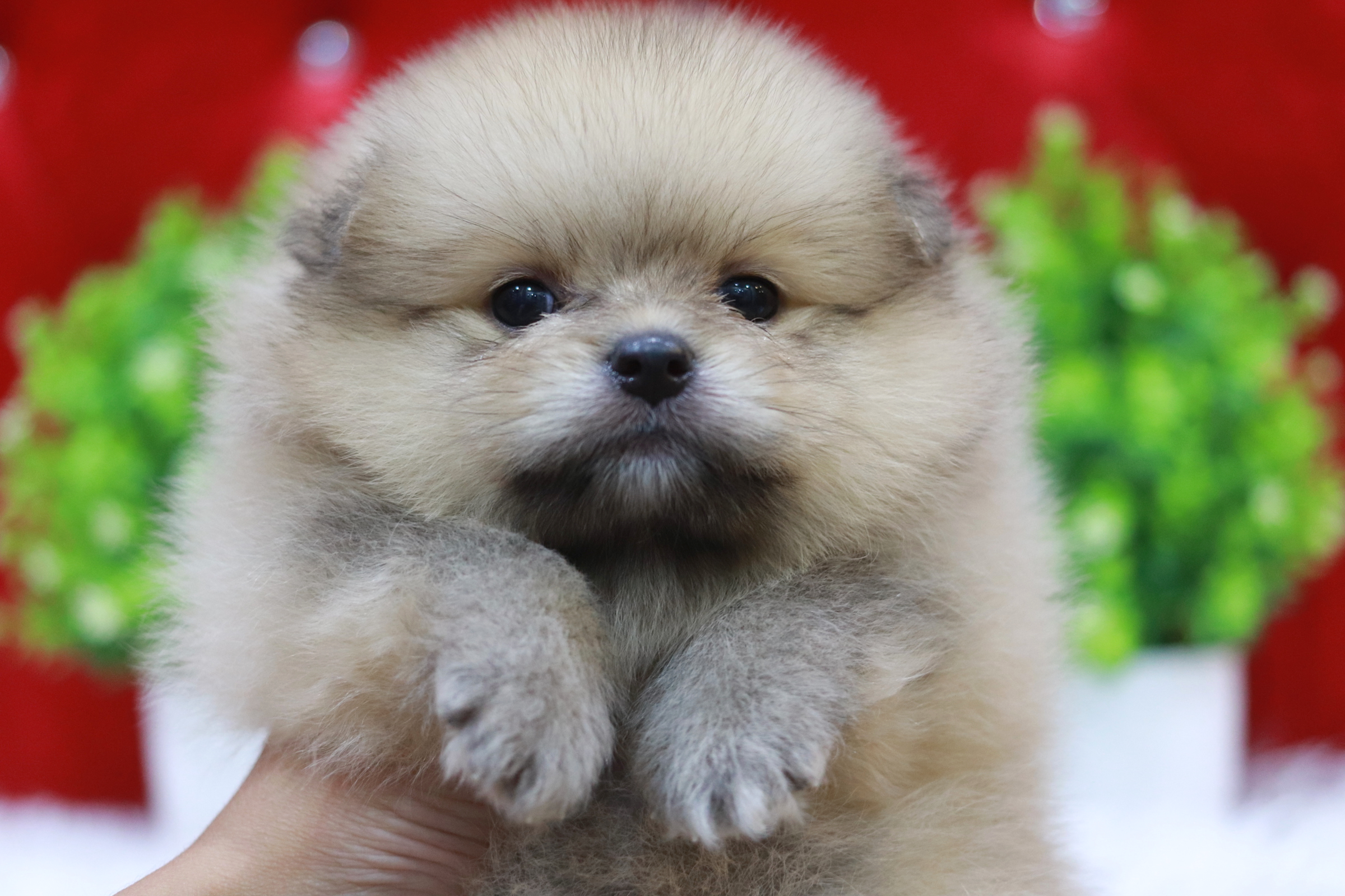 ปอมเมอเรเนียน เพศผู้ สีส้ม