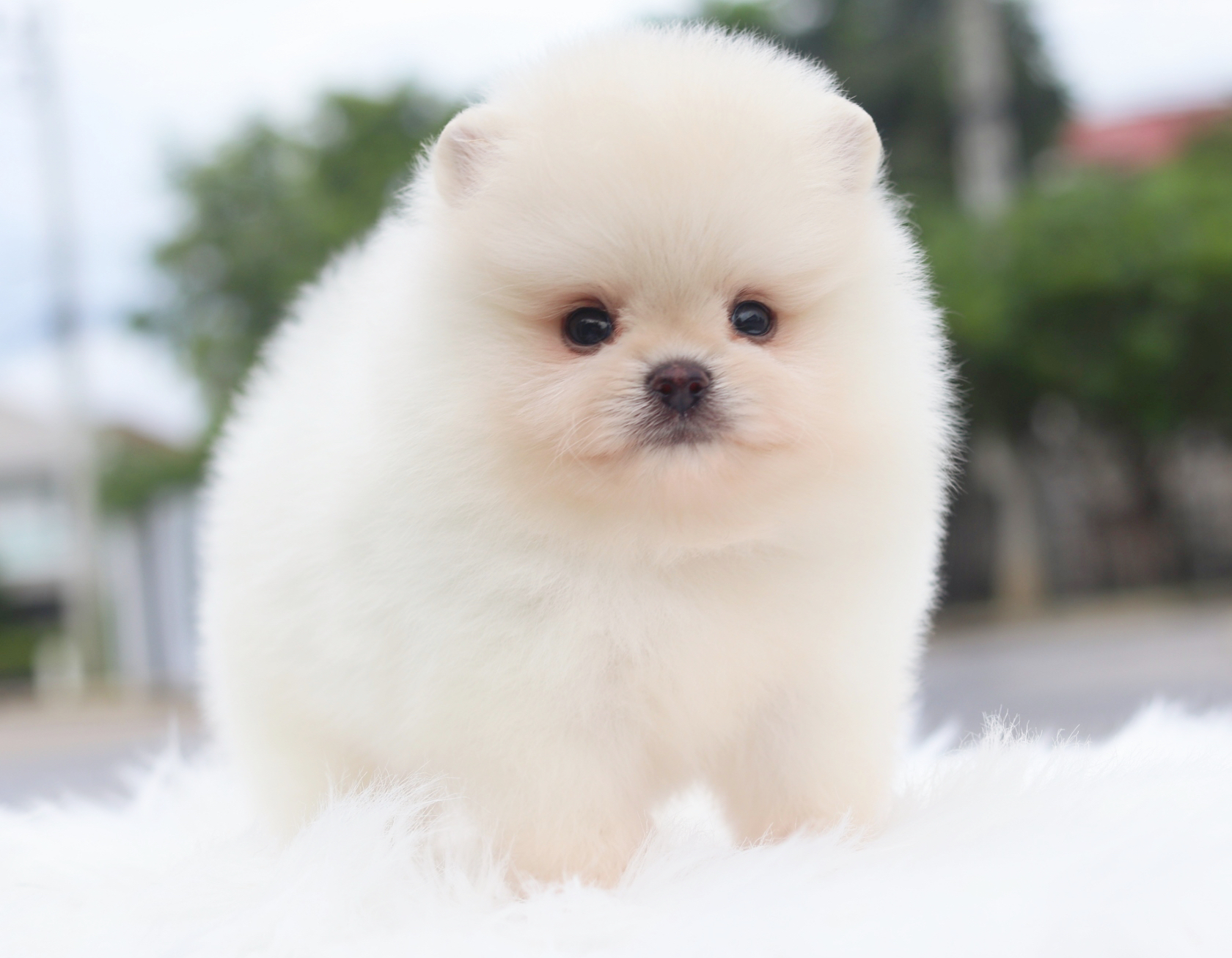 ปอมเมอเรเนียน เพศผู้สีขาวครีม