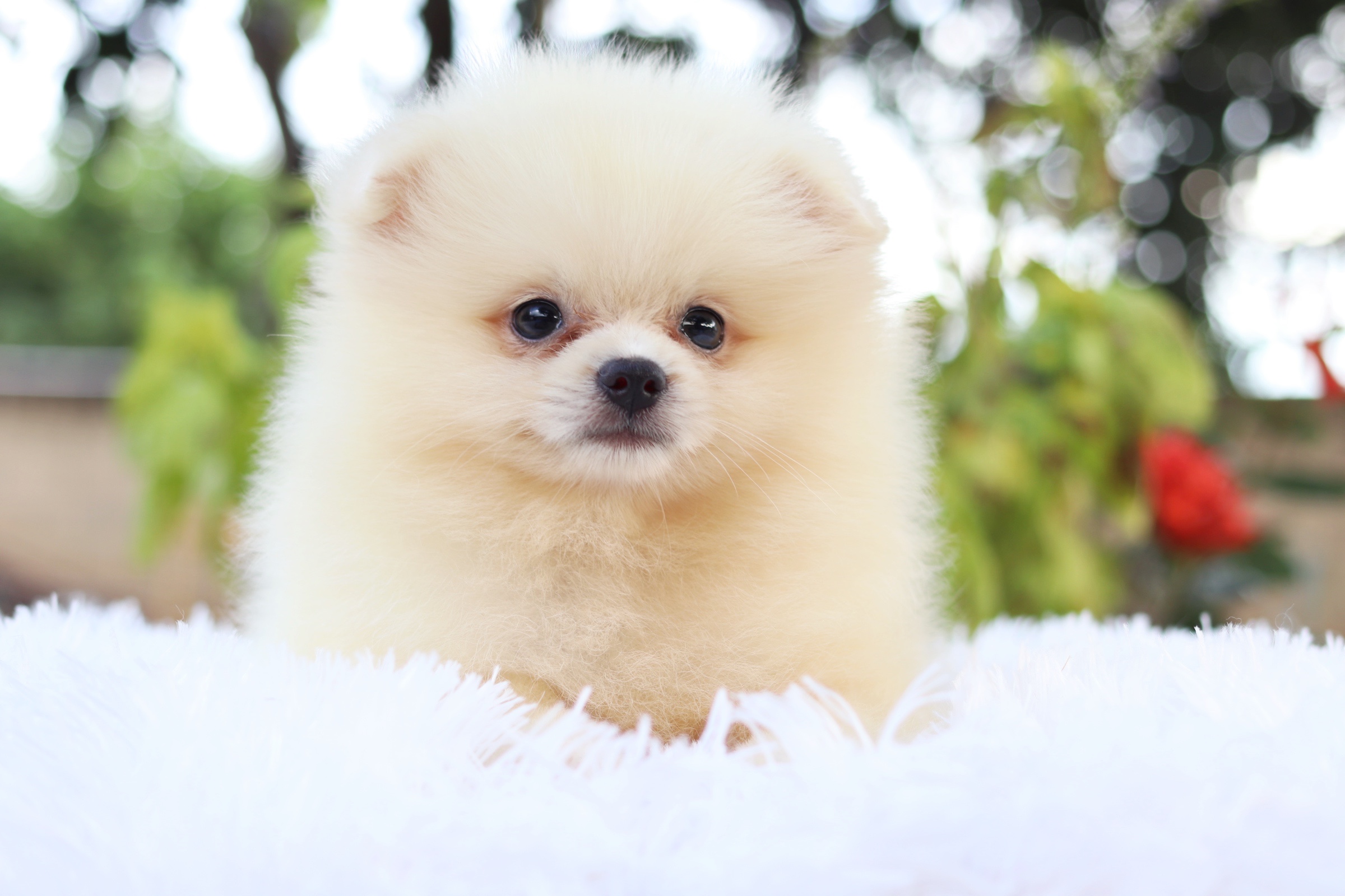 ปอมเมอเรเนียน เพศผู้ สีขาวครีม