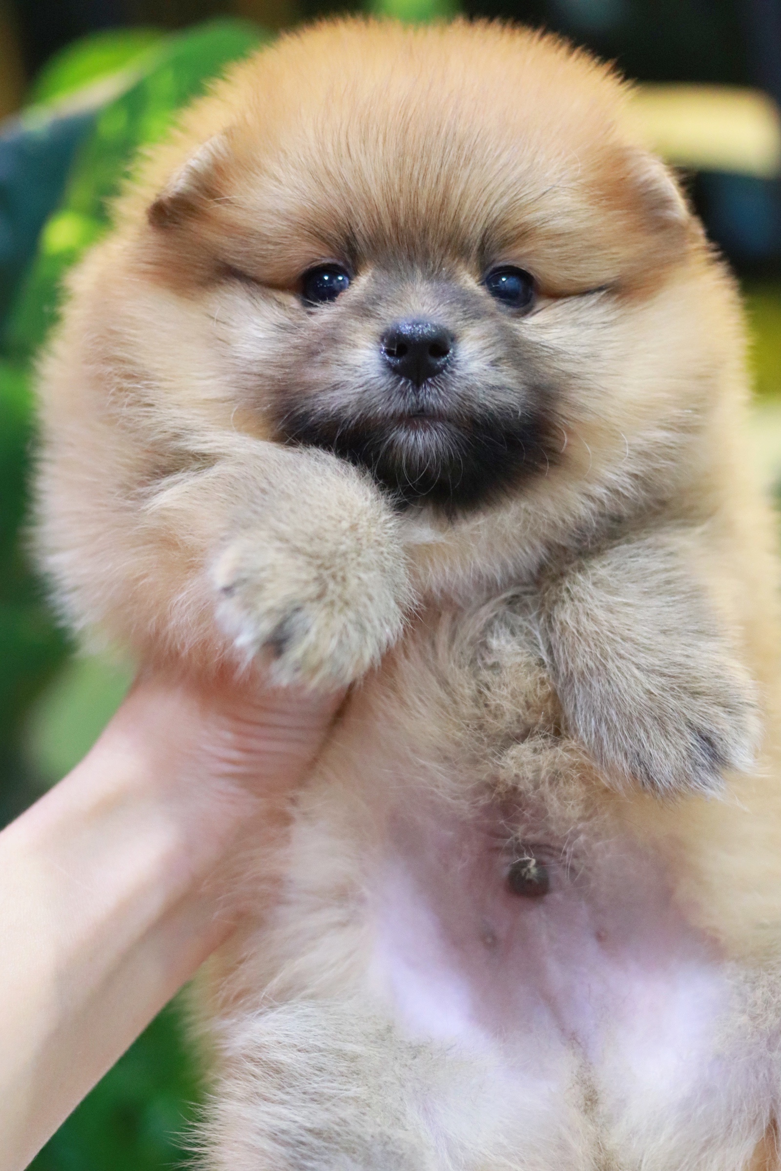 ปอมเมอเรเนียน เพศผู้สีส้ม