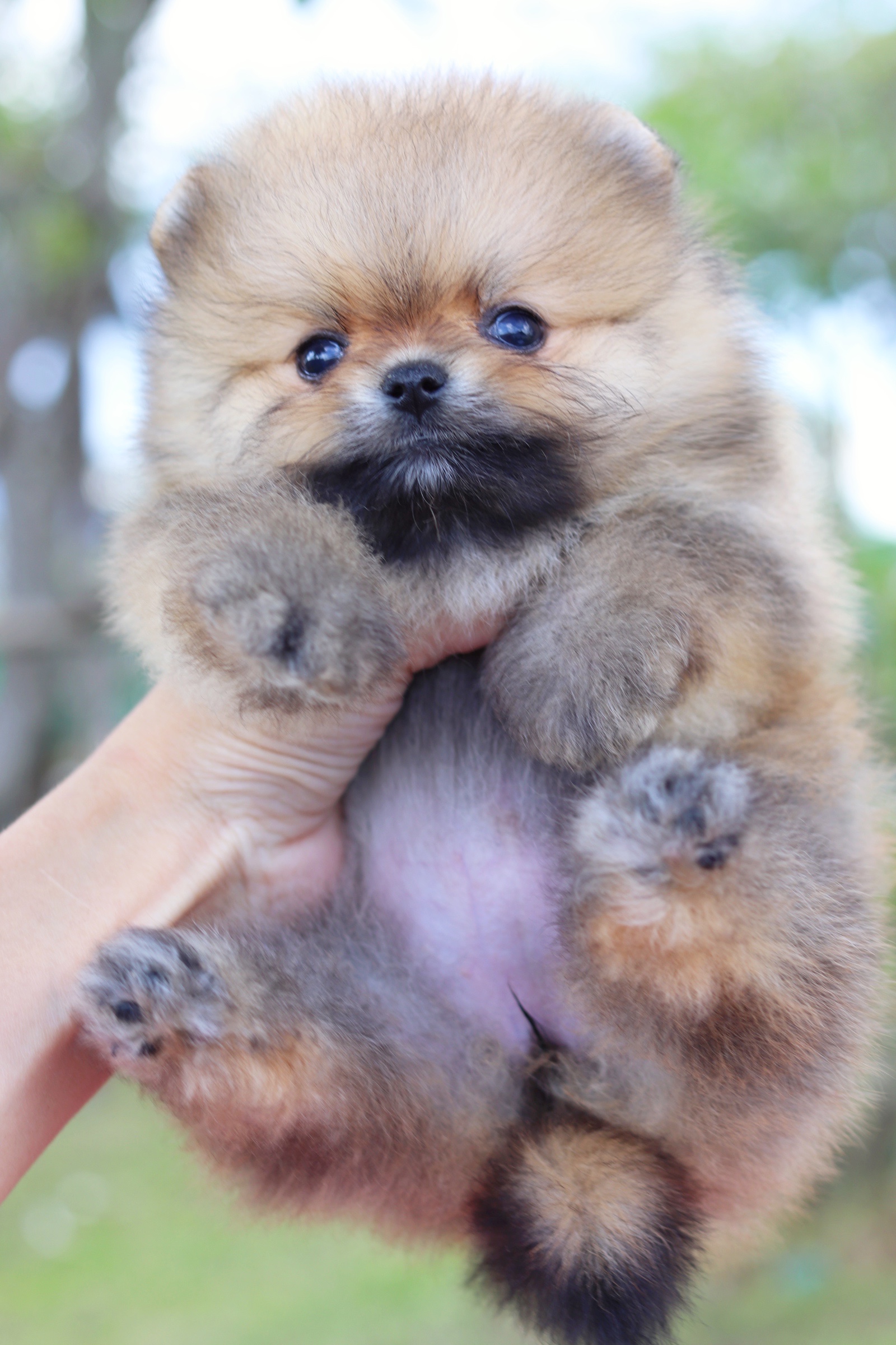 ปอมเมอเรเนียน เพศเมียสีส้มเกรดโชว์