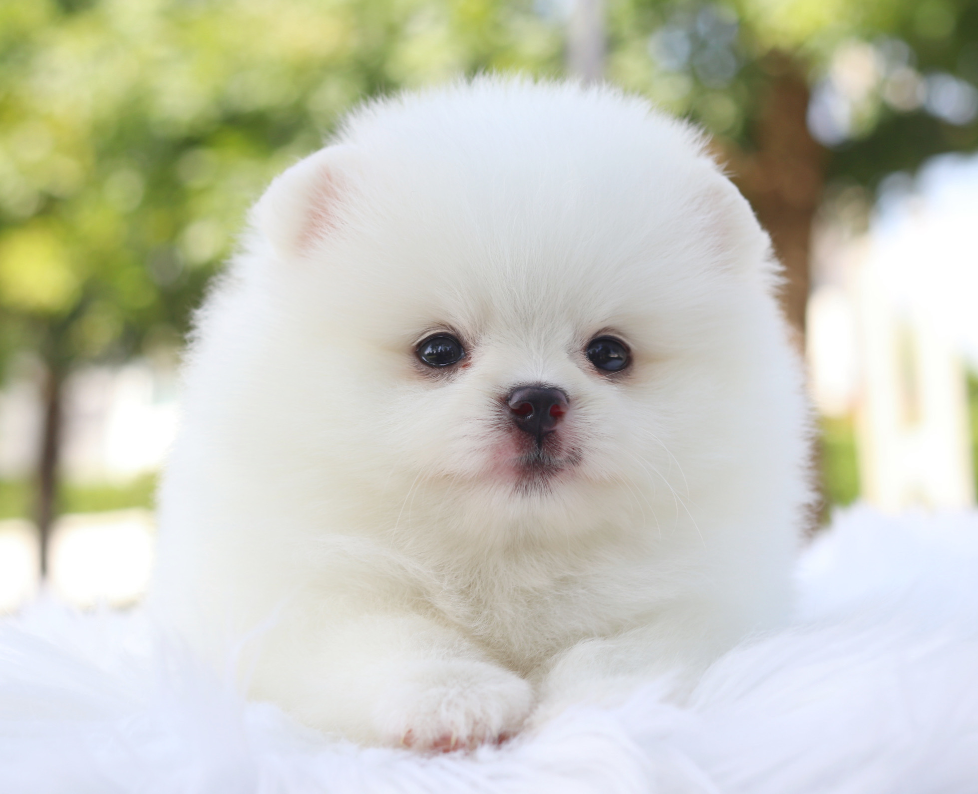 ปอมเมอเรเนียน เพศผู้สีขาว