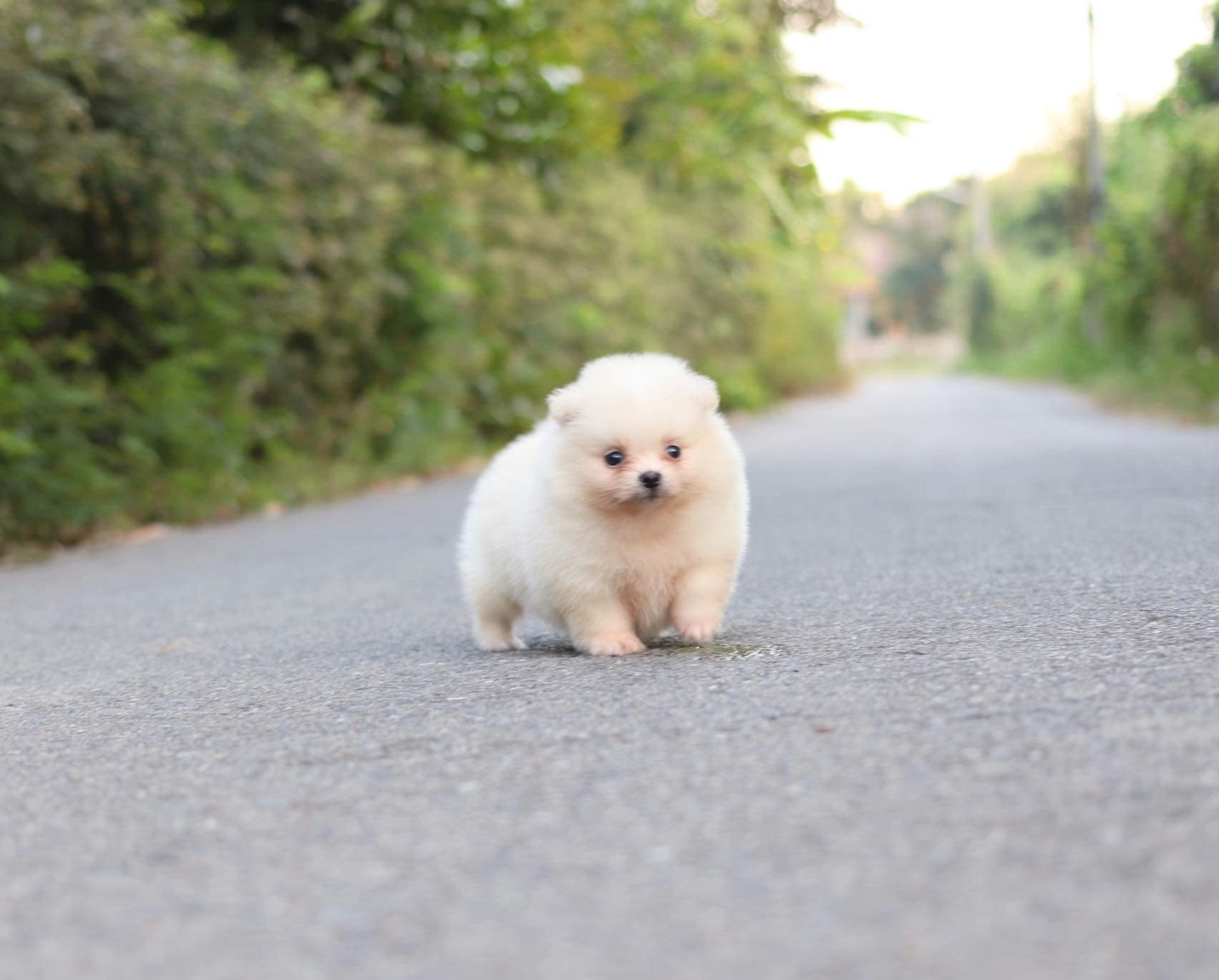 ปอมเมอเรเนียน เพศเมีย