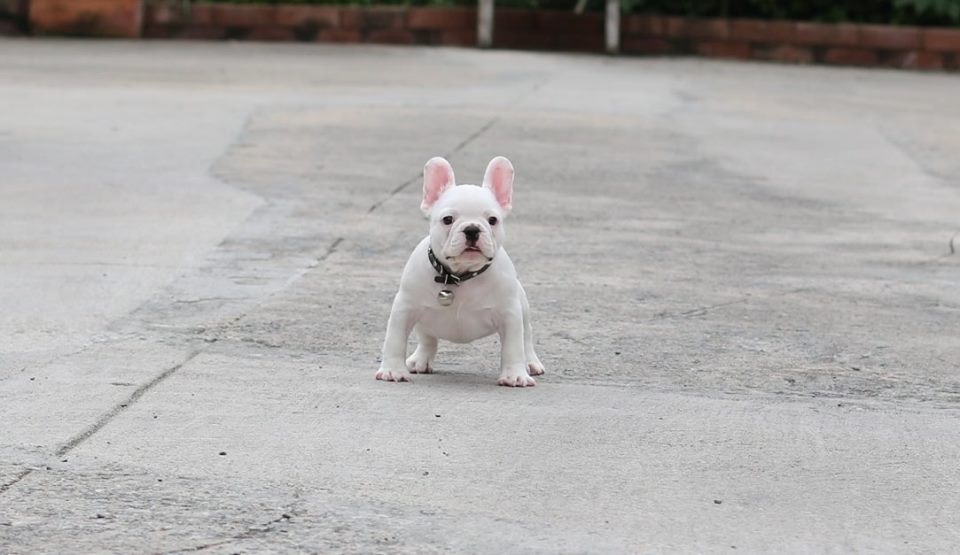 น้องโมโจ เฟรนช์บูลด็อก สีขาว ตัวผู้ หน้าตาสวย
