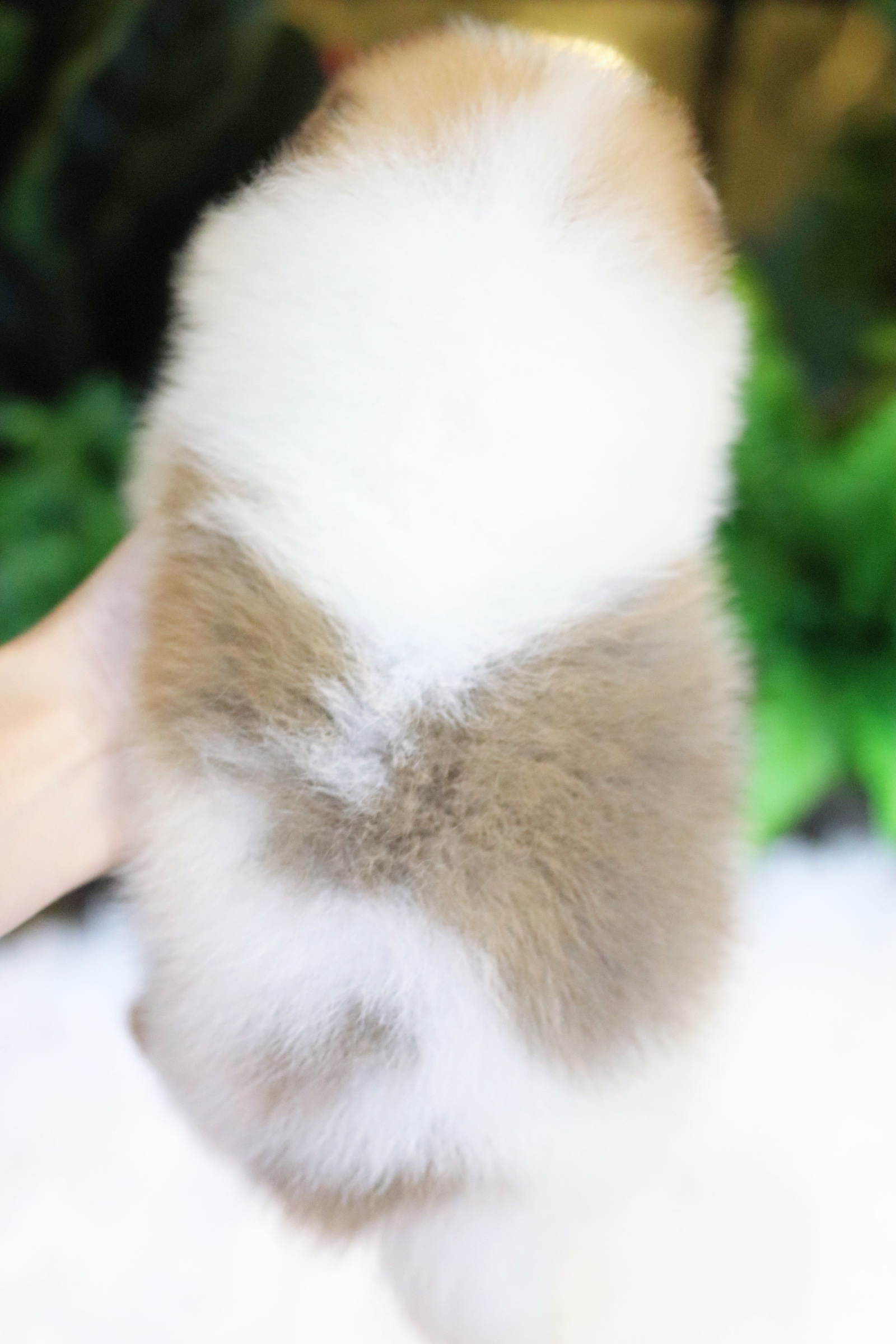 ปอมเมอเรเนียน เพศผู้ สีแฟนซี