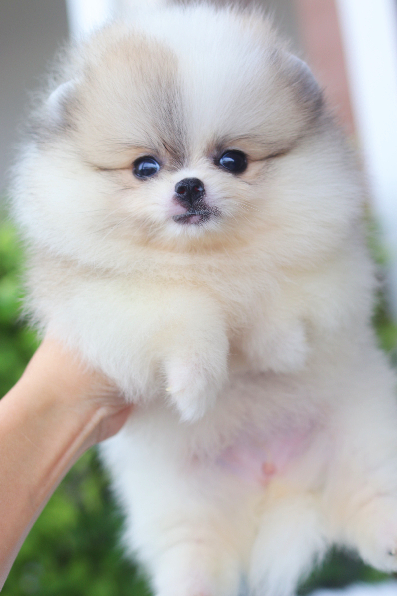 ปอมเมอเรเนียน เพศเมียสีแฟนซี