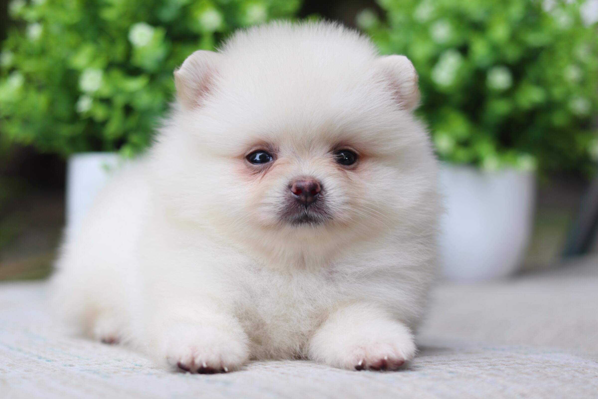 ปอมเมอเรเนียน เพศผู้