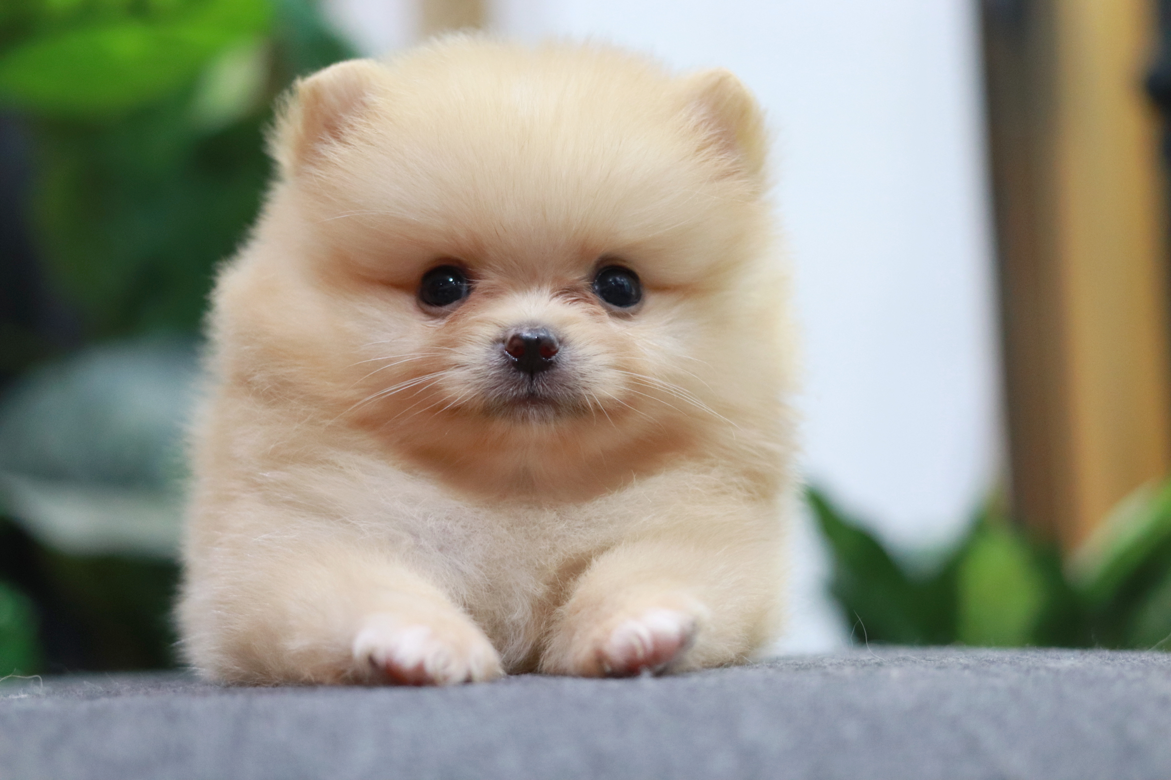 ปอมเมอเรเนียน เพศผู้