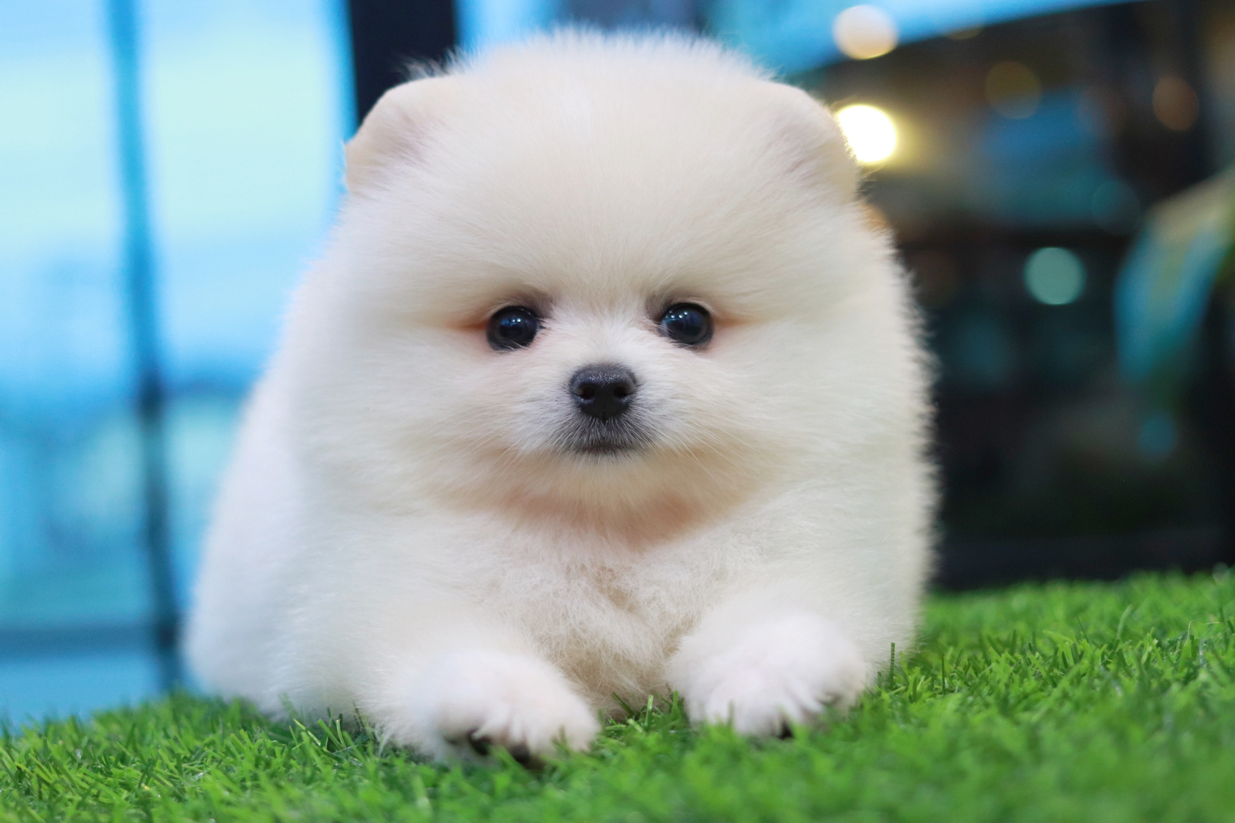 ปอมเมอเรเนียน เพศผู้สีขาวครีม