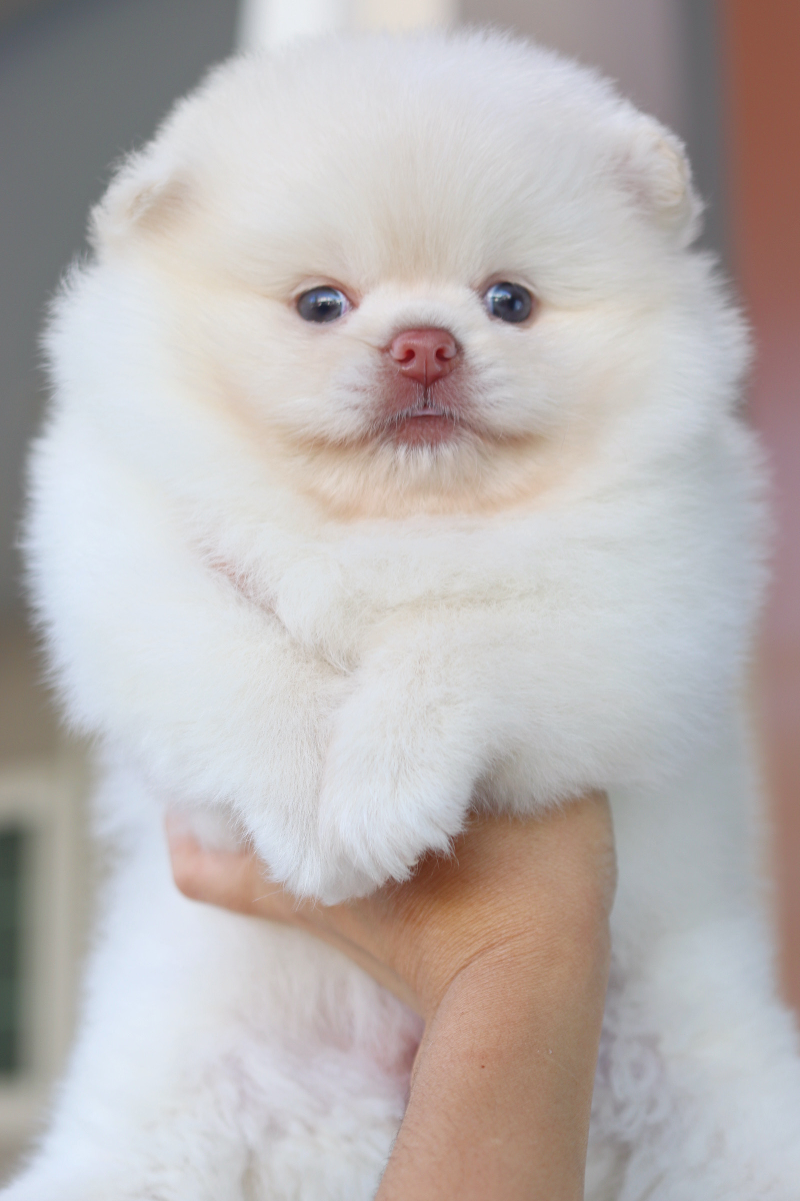 ปอมเมอเรเนียน เพศเมียสีขาวครีม เกรดโชว์