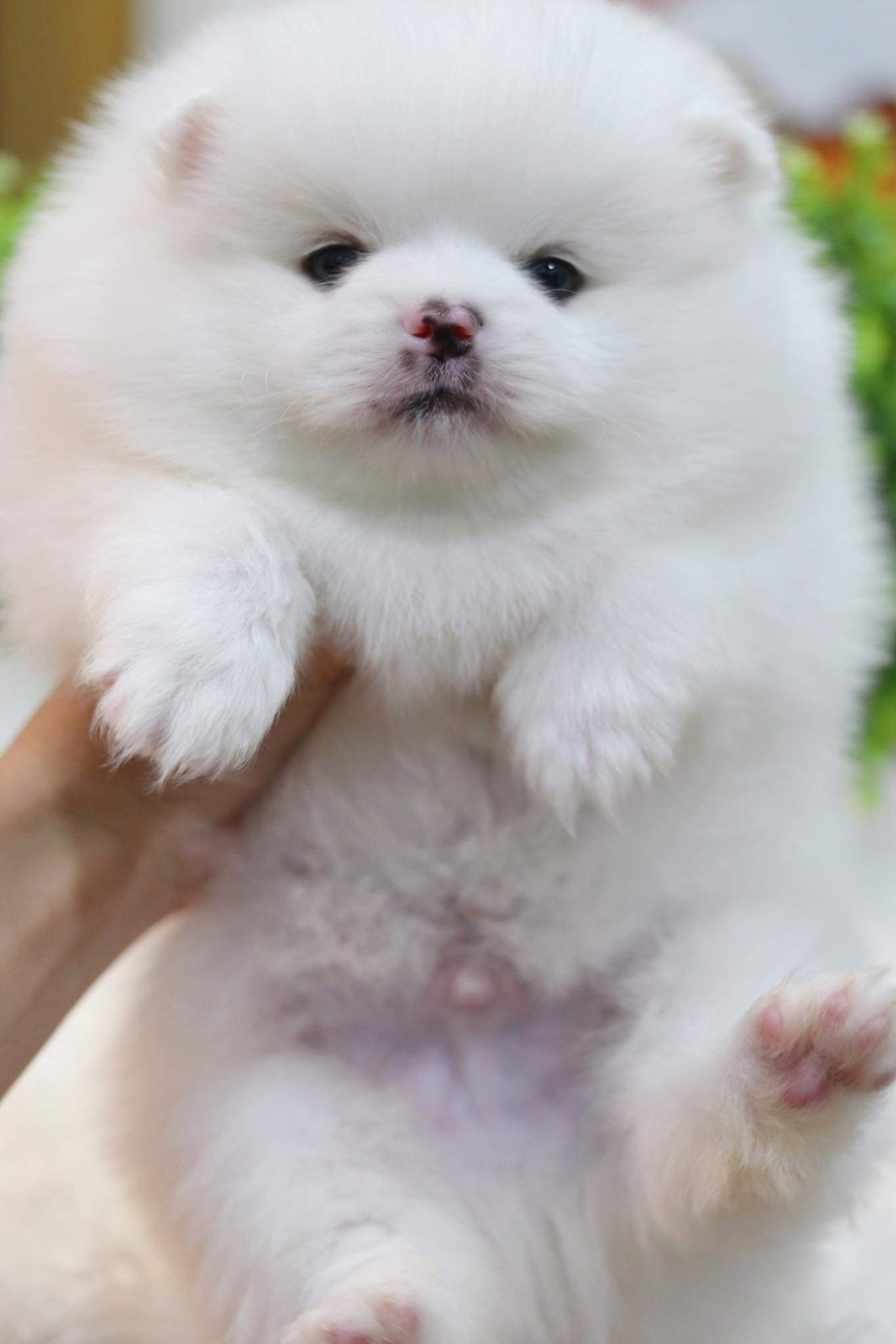 ปอมเมอเรเนียน เพศผู้