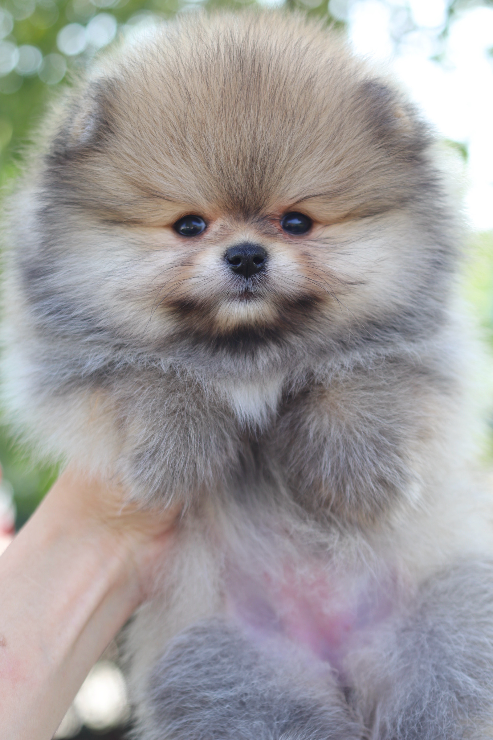 ปอมเมอเรเนียน เพศเมียสีส้ม เกรดโชว์