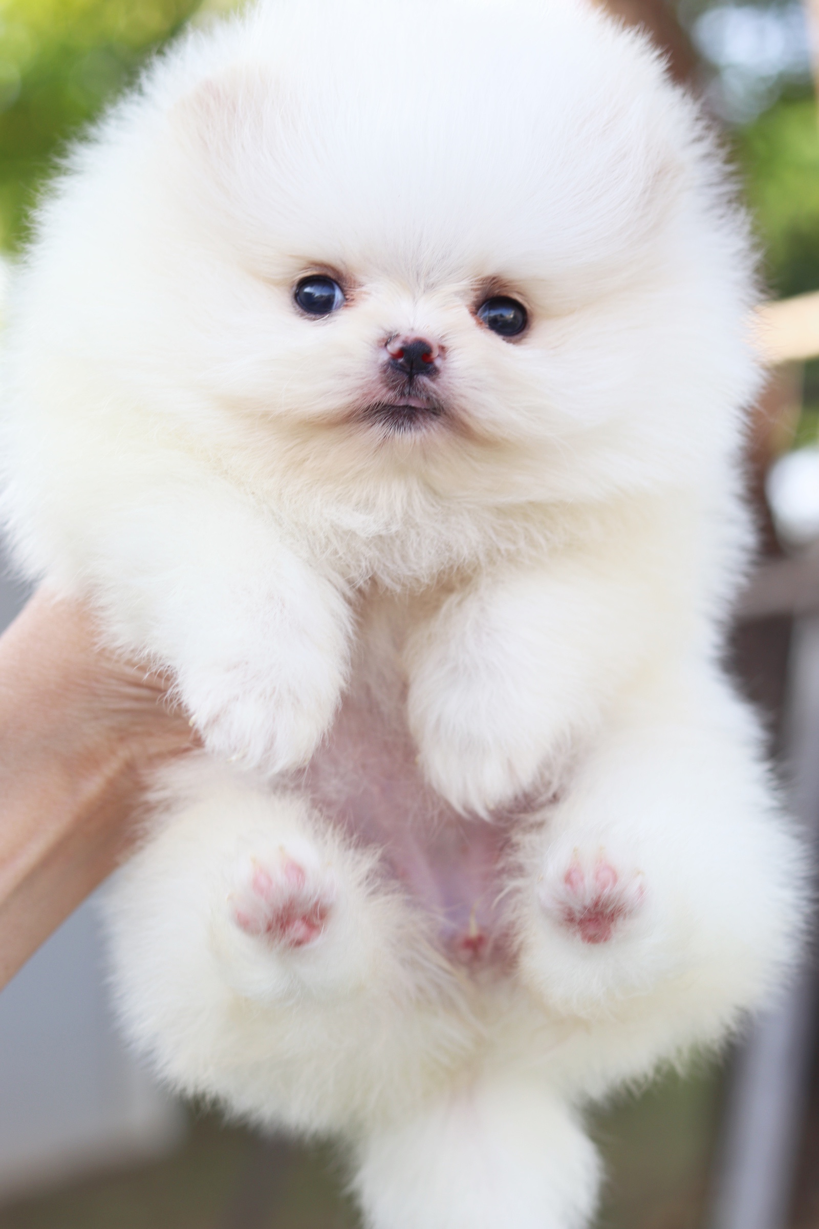 ปอมเมอเรเนียน เพศเมียสีขาวครีมเกรดโชว์