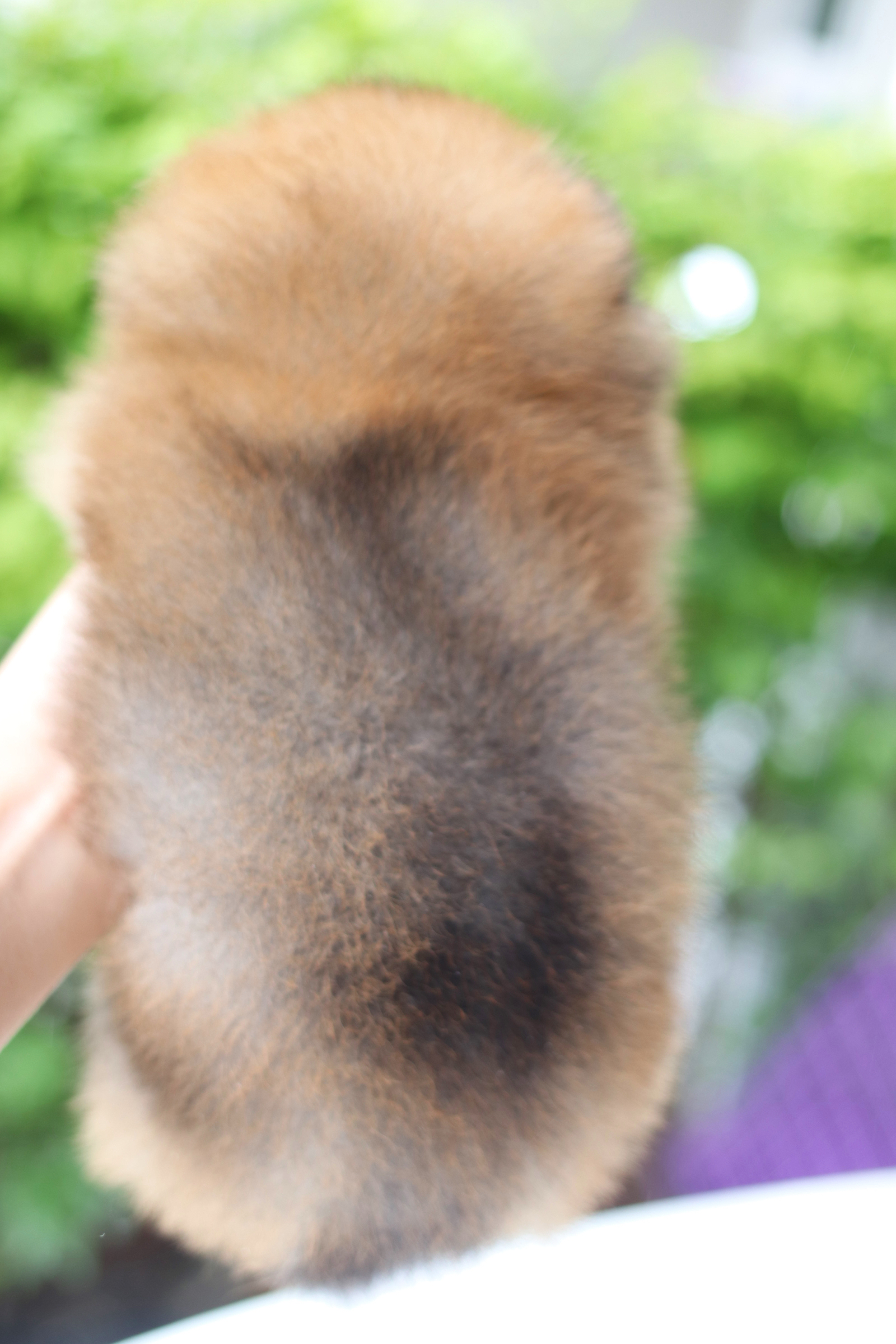 ปอมเมอเรเนียน เพศเมียสีส้ม