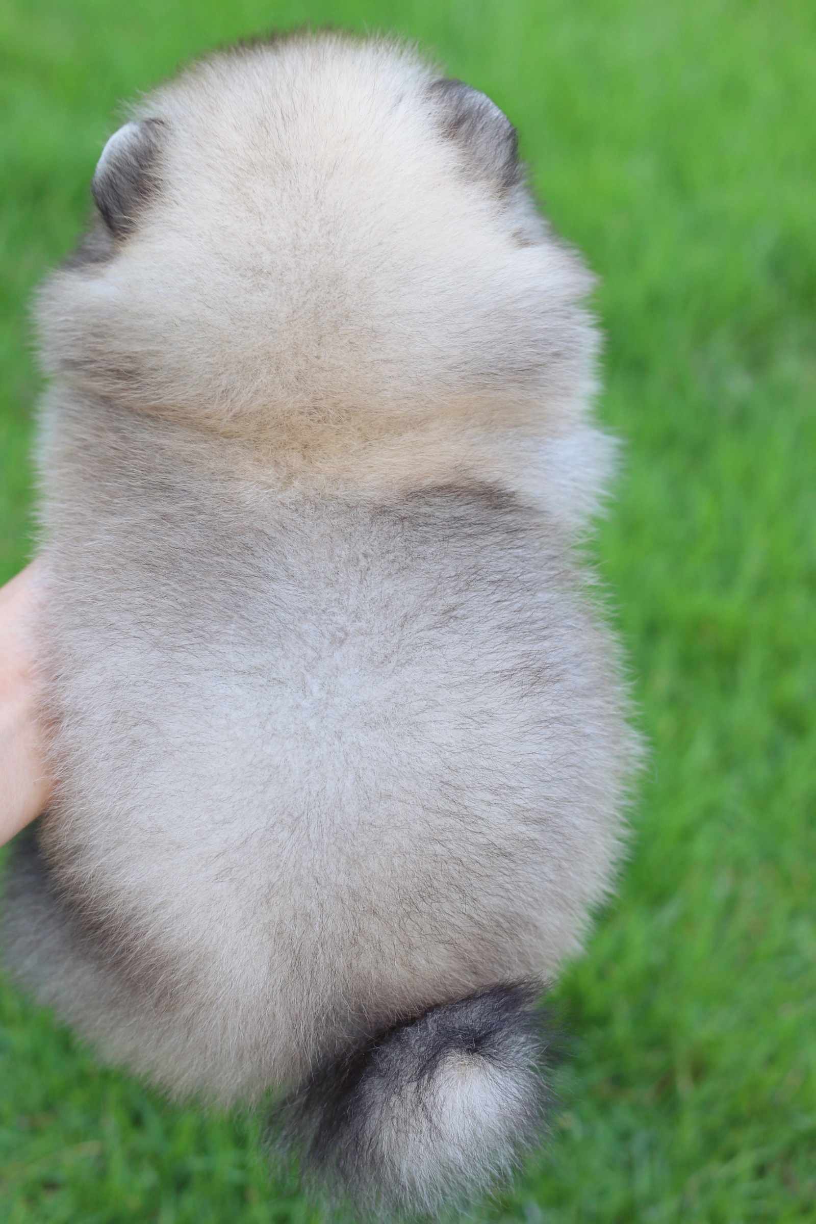 ปอมเมอเรเนียน เพศผู้ สีส้ม