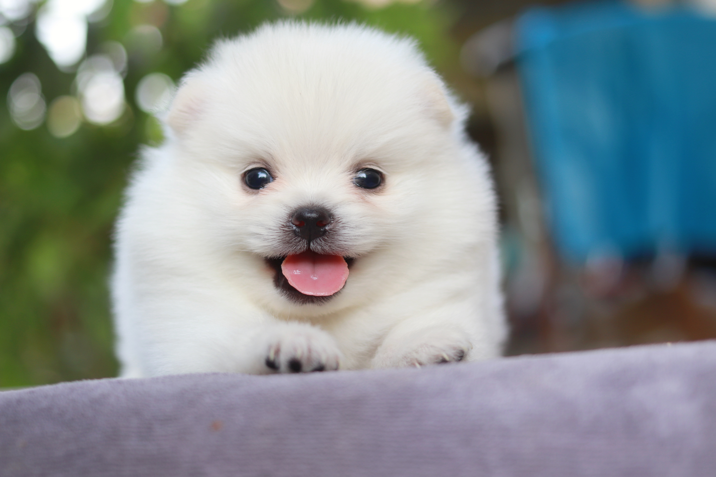 ปอมเมอเรเนียน เพศผู้