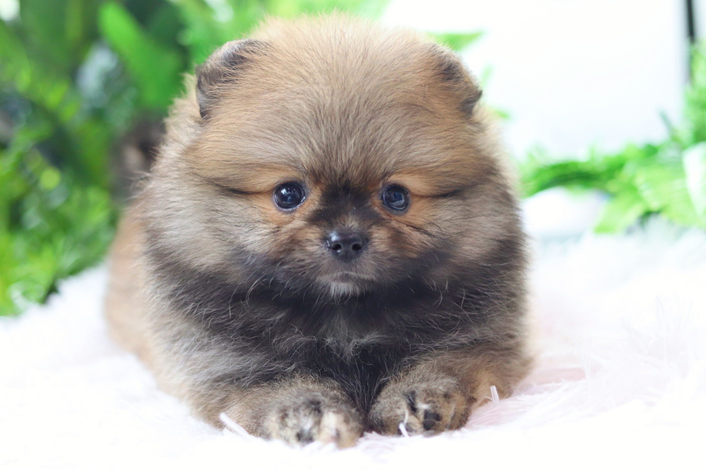 ปอมเมอเรเนียน เพศเมียสีส้ม