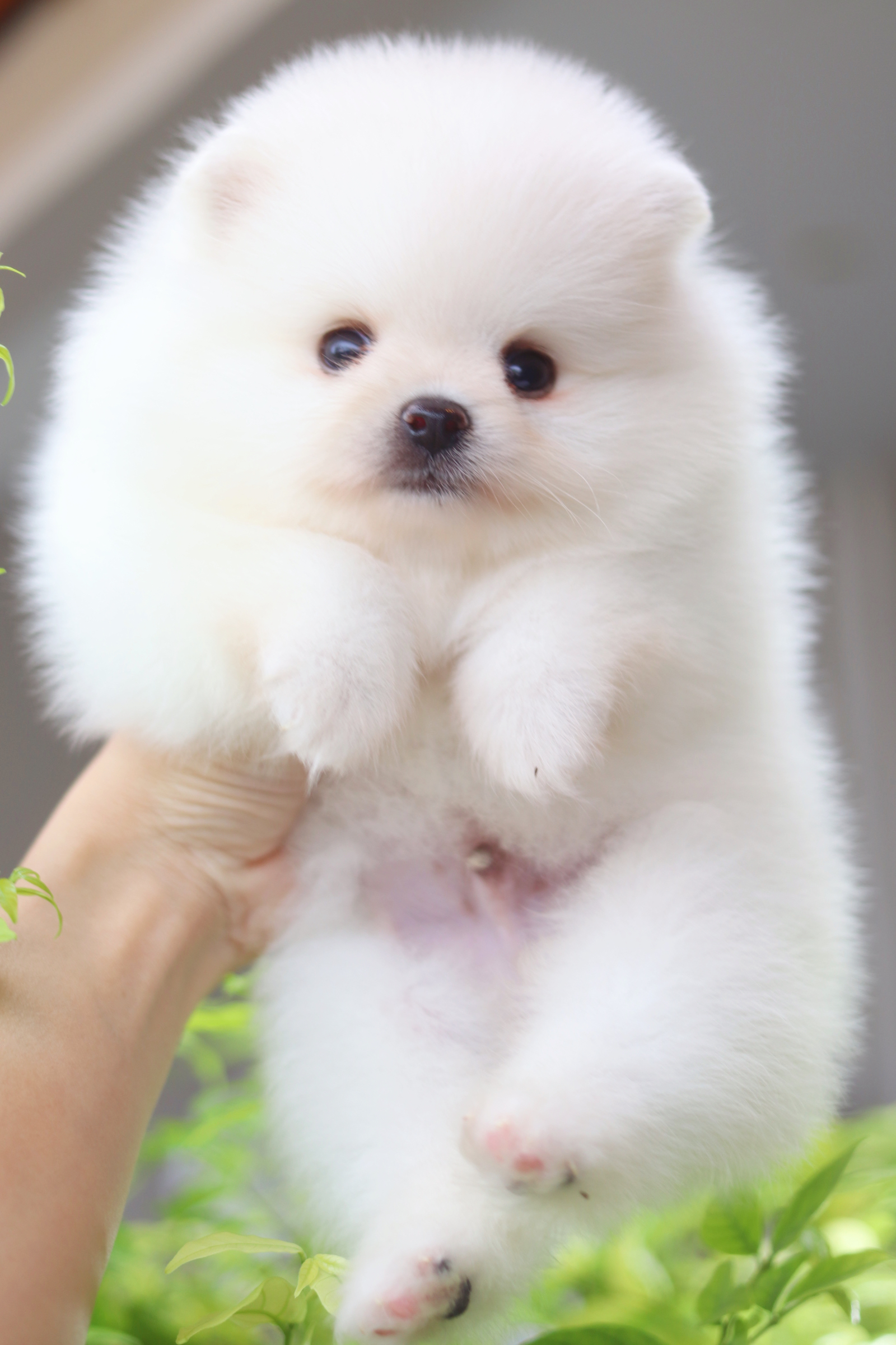 ปอมเมอเรเนียน เพศผู้สีขาวครีม เกรดโชว์