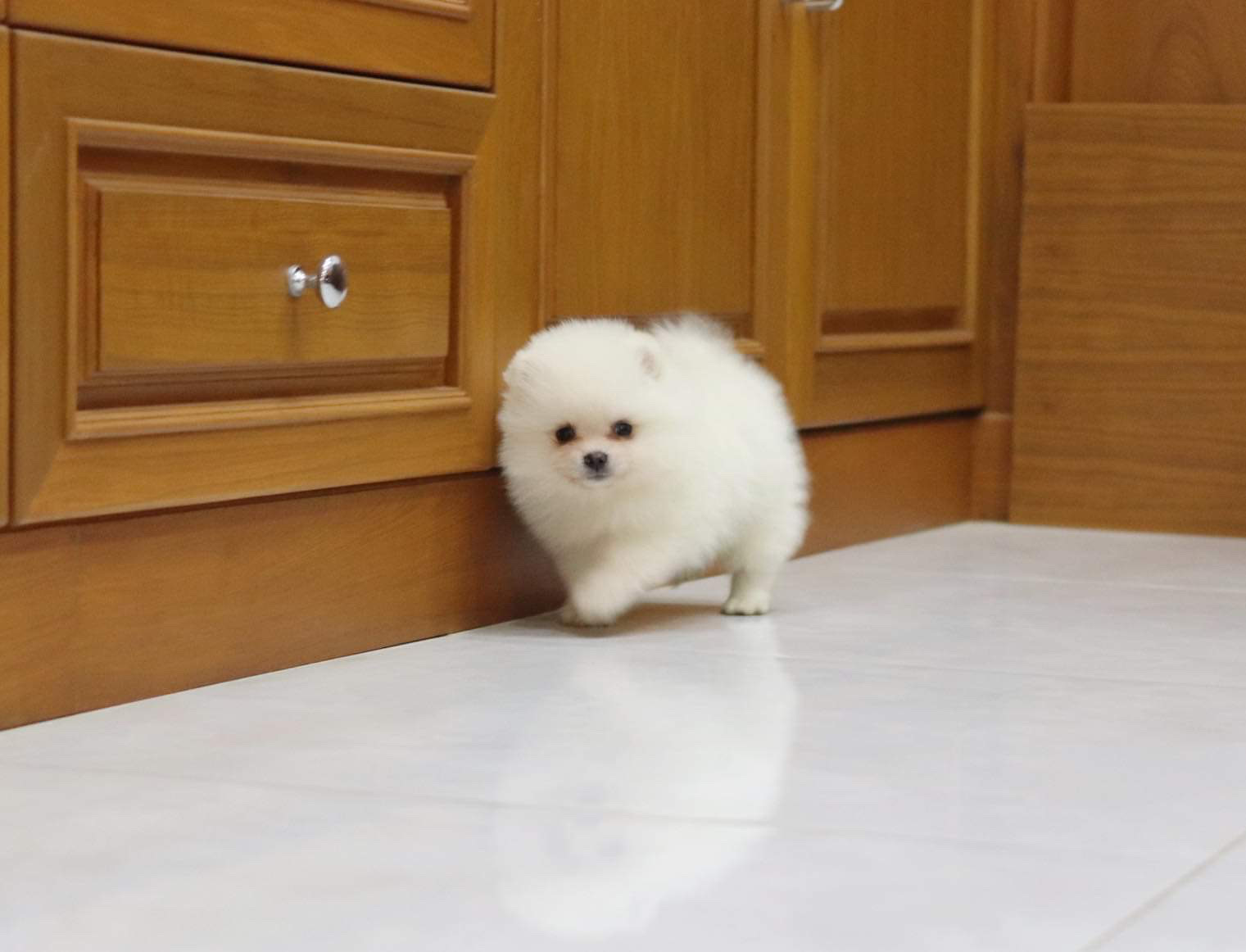 ปอมเมอเรเนียน เพศผู้