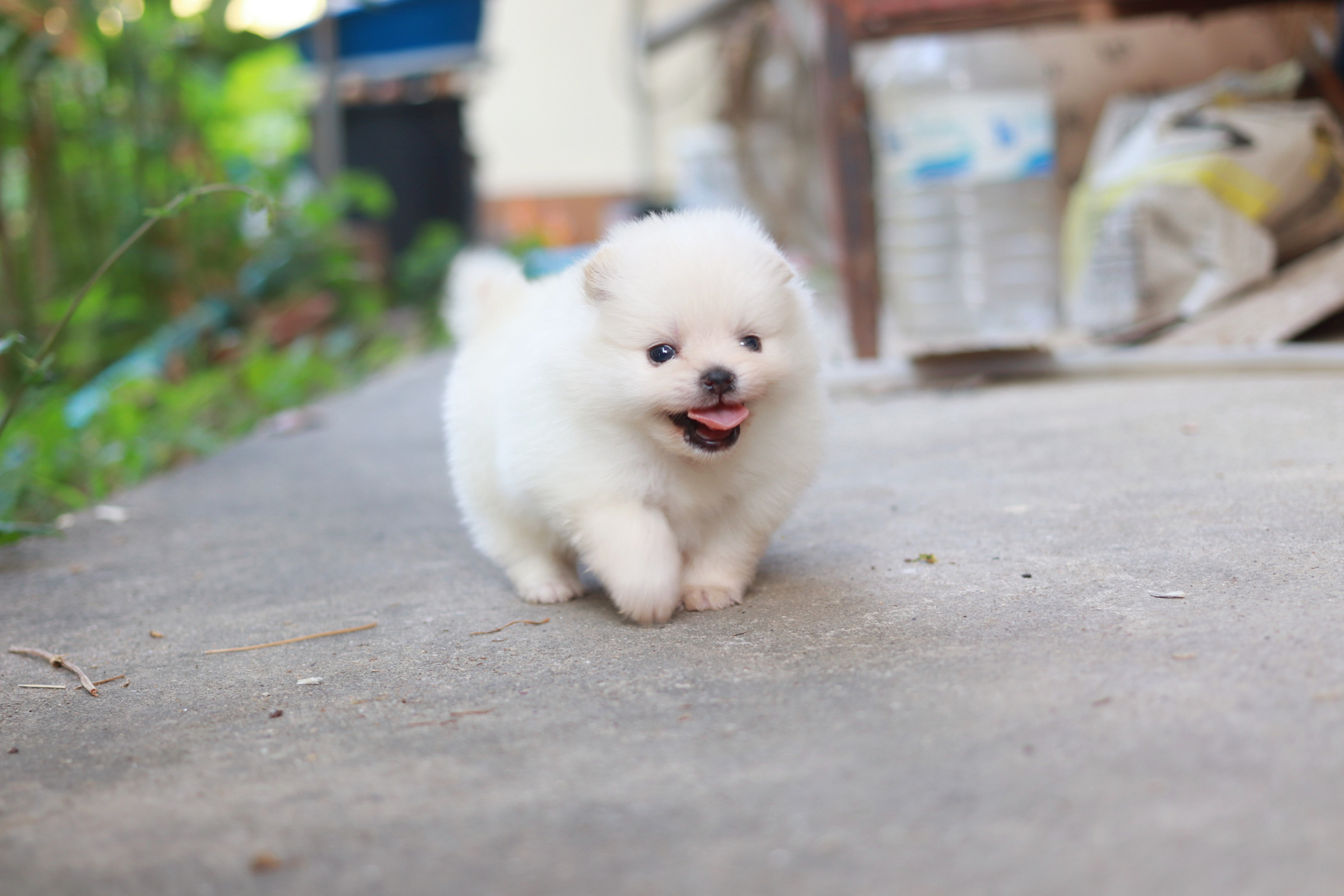 ปอมเมอเรเนียน เพศเมียขาว