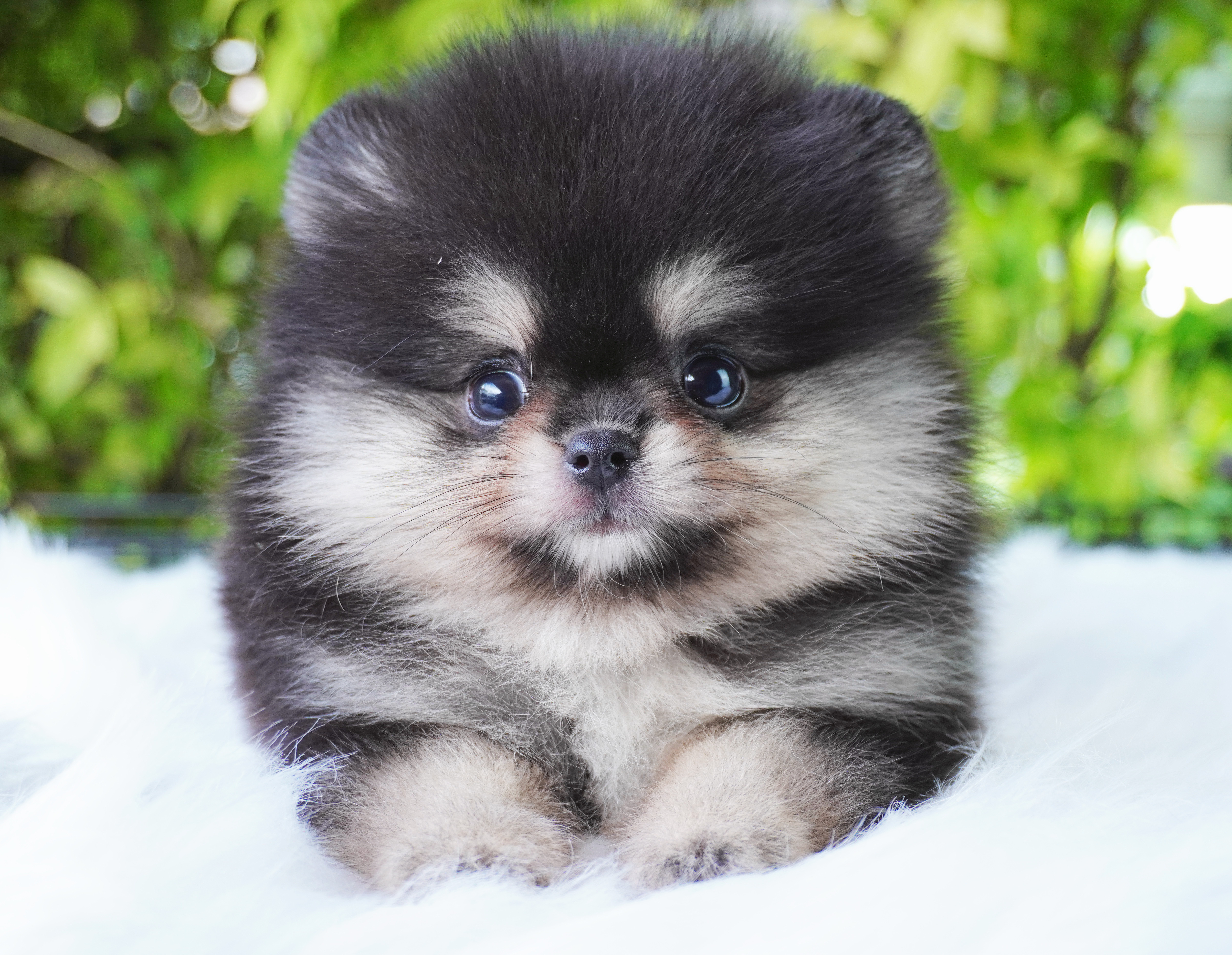 ปอมเมอเรเนียน เพศผู้สีแบล็คแทน