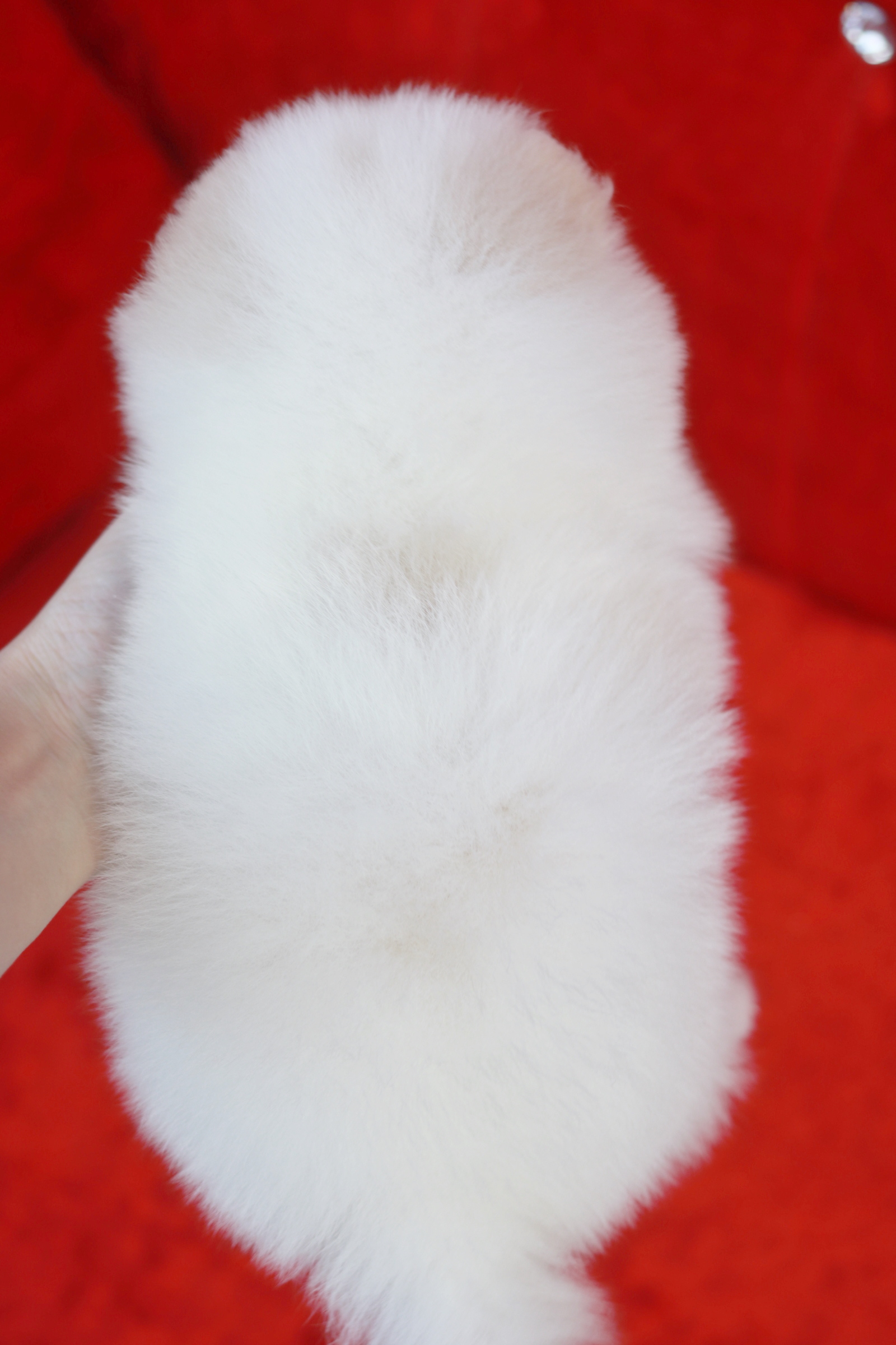 ปอมเมอเรเนียน เพศเมีย