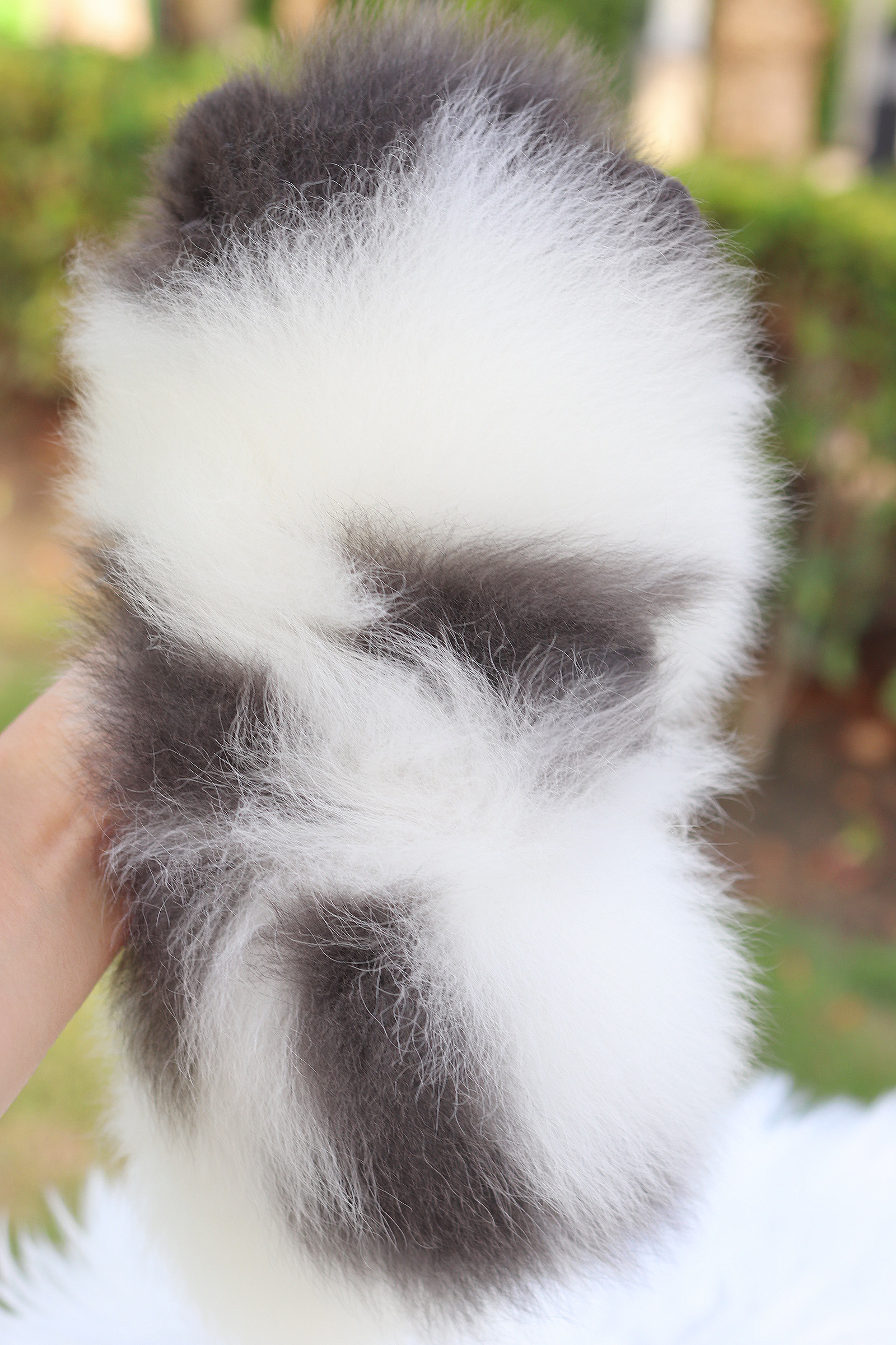 ปอมเมอเรเนียน เพศเมียแฟนซี เกรดโชว์