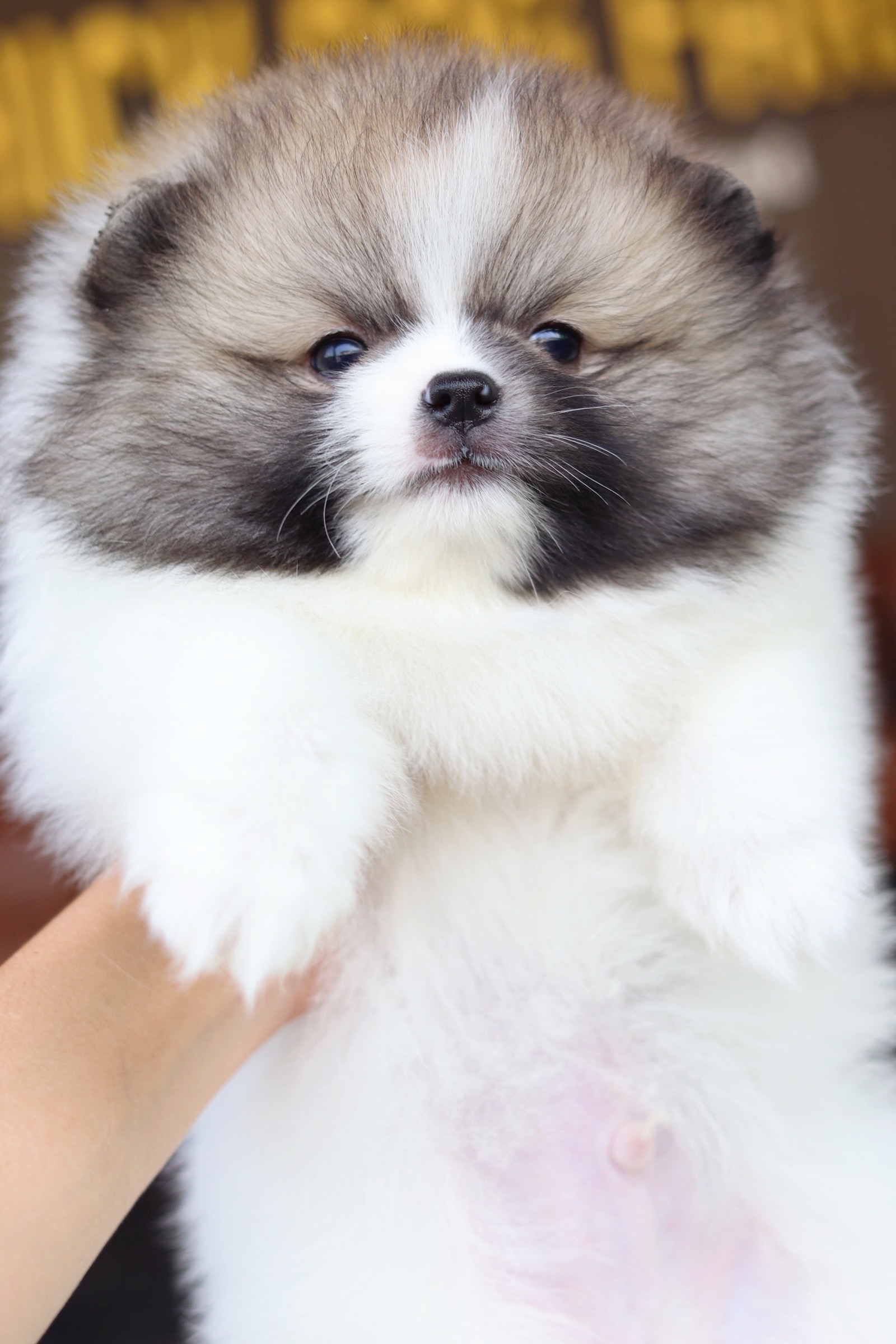 ปอมเมอเรเนียน เพศผู้ สีแฟนซี