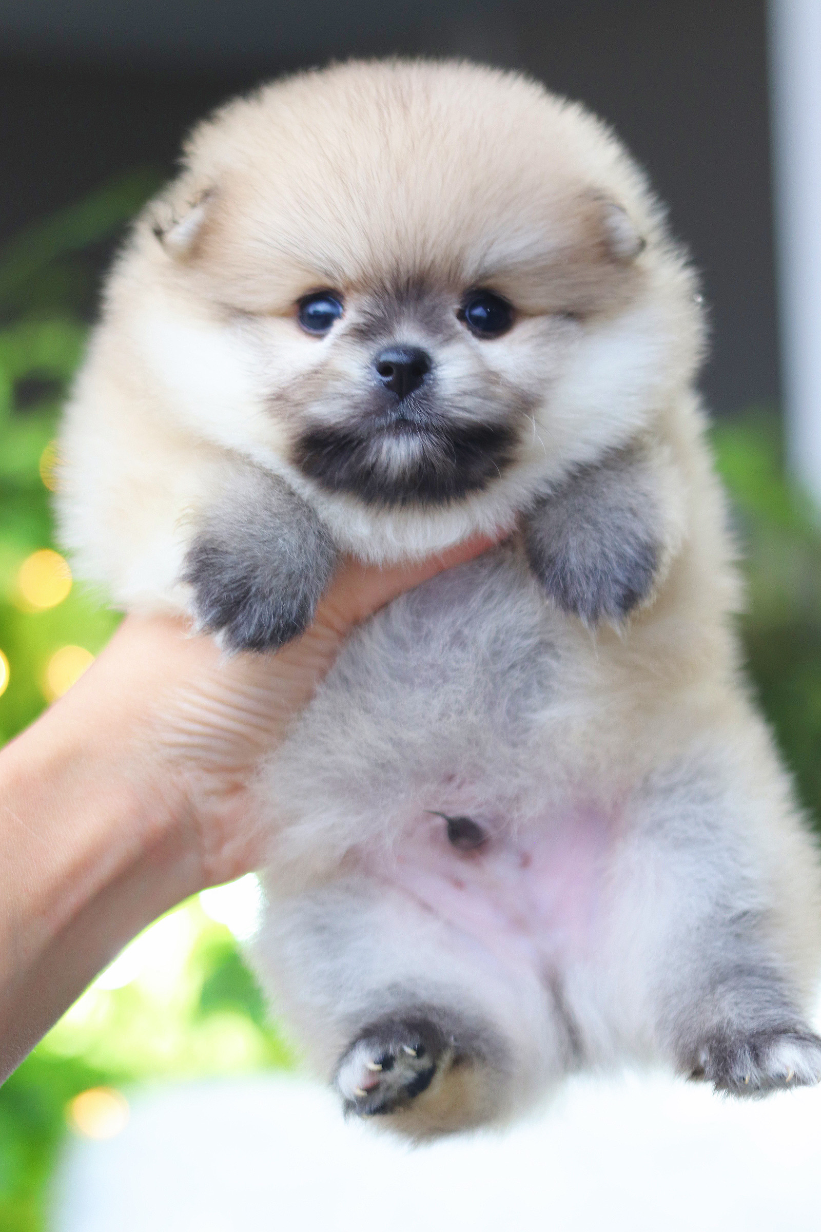 ปอมเมอเรเนียน เพศผู้สีส้ม เกรดโชว์