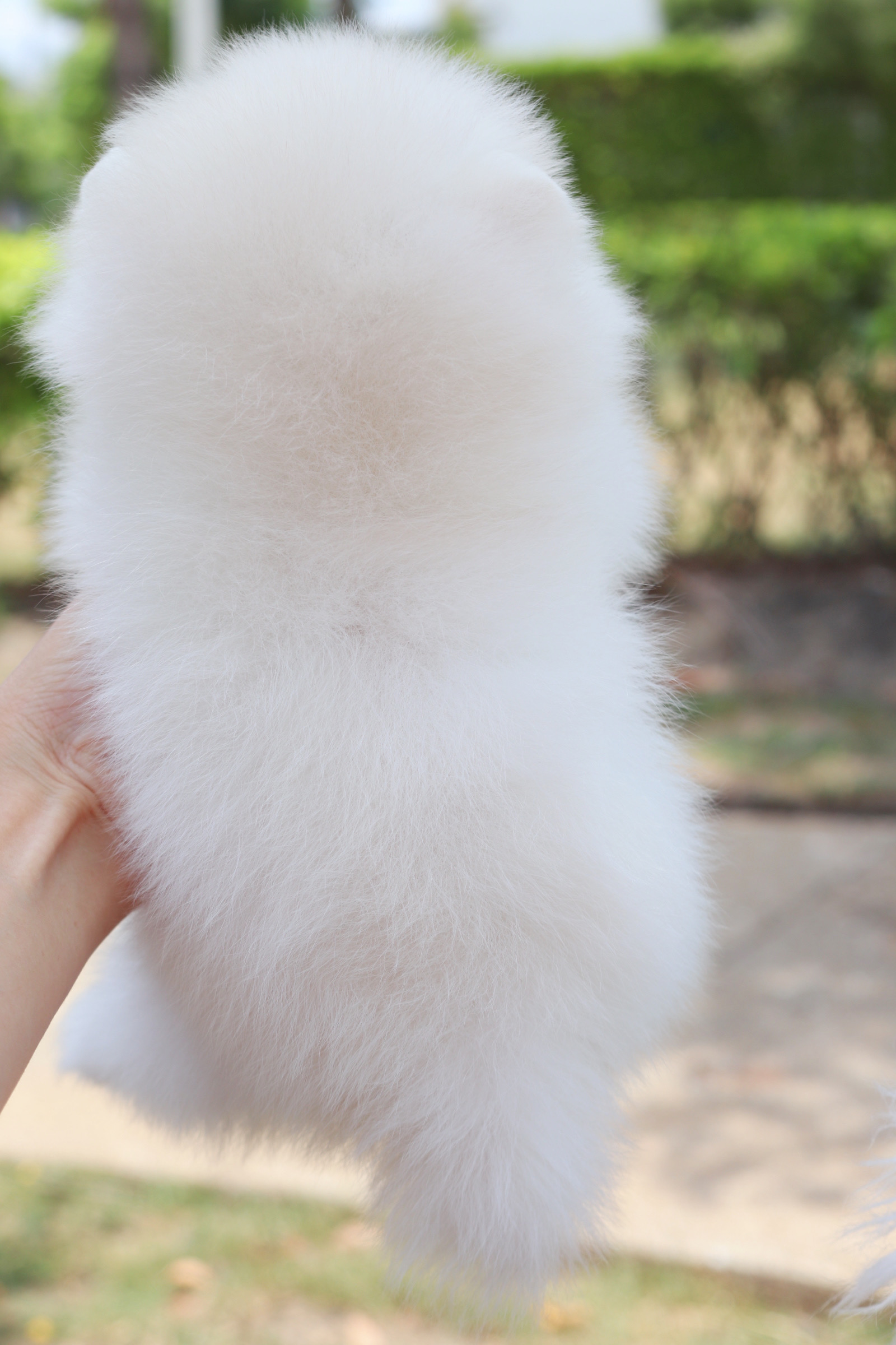 ปอมเมอเรเนียน เพศผู้สีขาวครีม เกรดโชว์