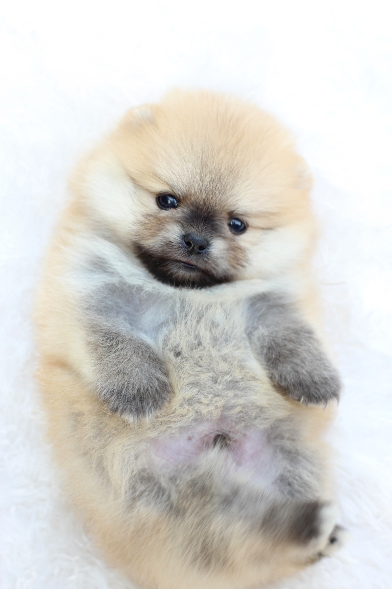 ปอมเมอเรเนียน เพศผู้ สีส้ม