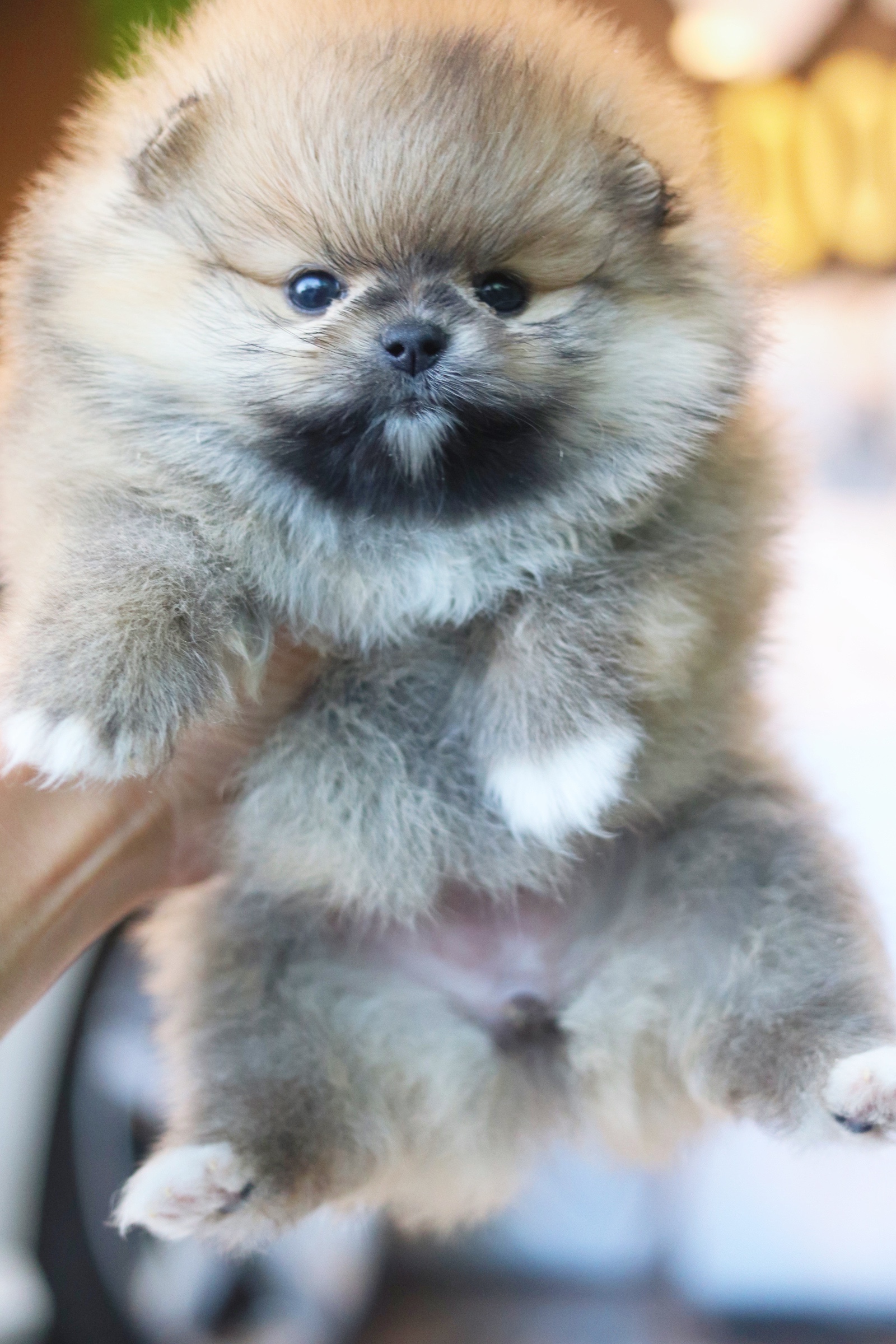 ปอมเมอเรเนียน เพศเมียสีส้มเกรดโชว์