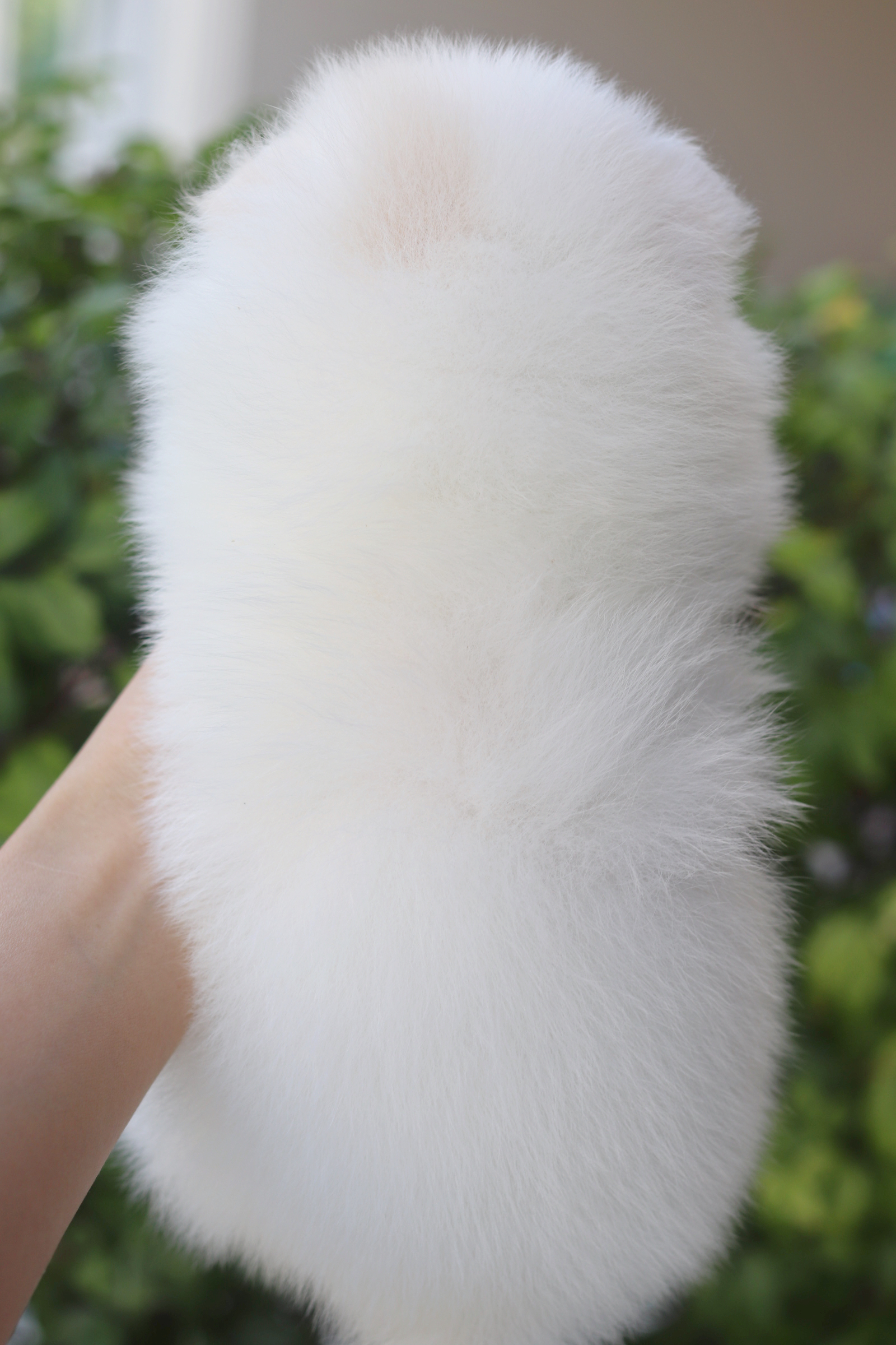 ปอมเมอเรเนียน เพศเมียสีขาวครีม