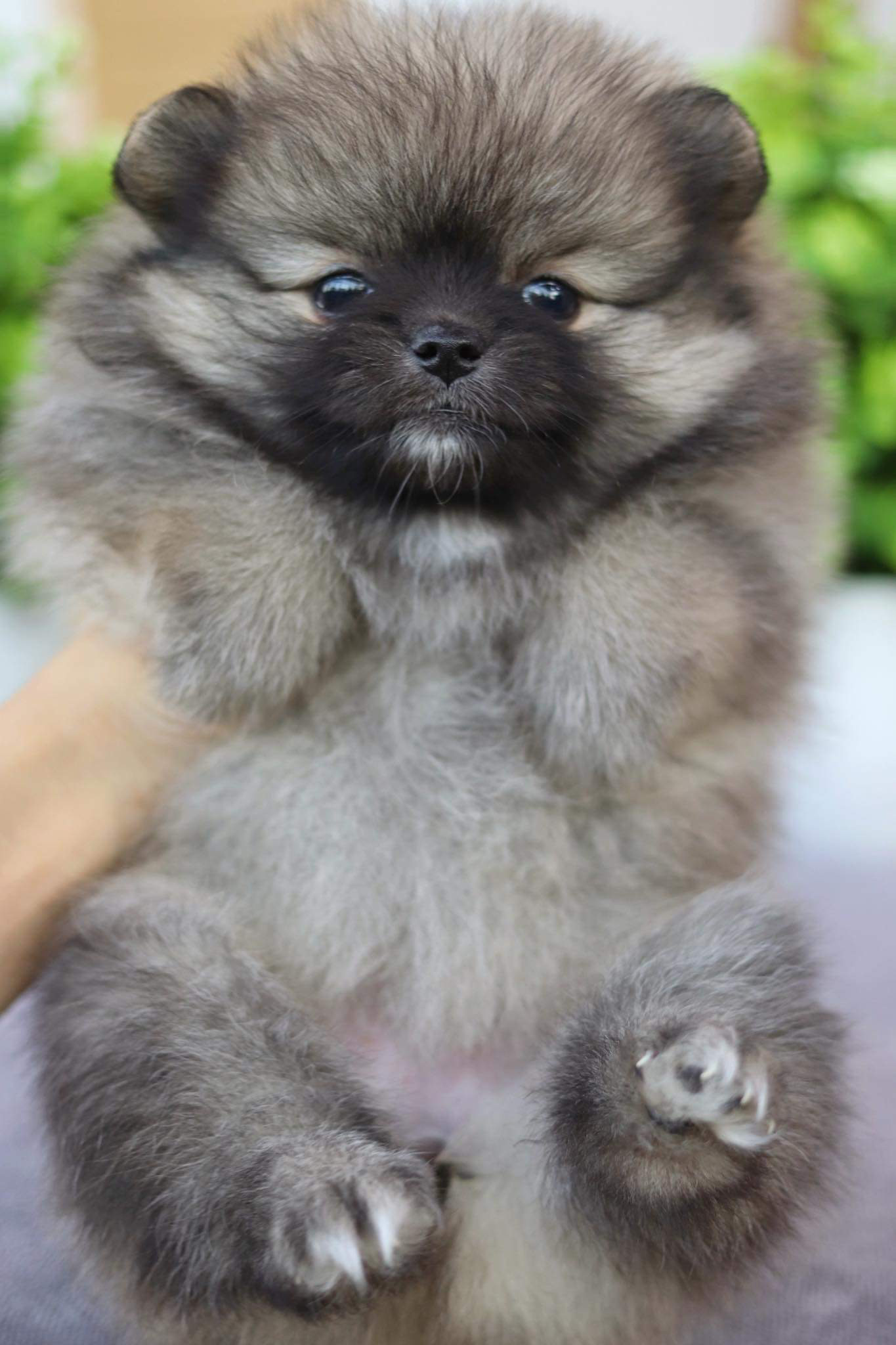 ปอมเมอเรเนียน เพศเมีย