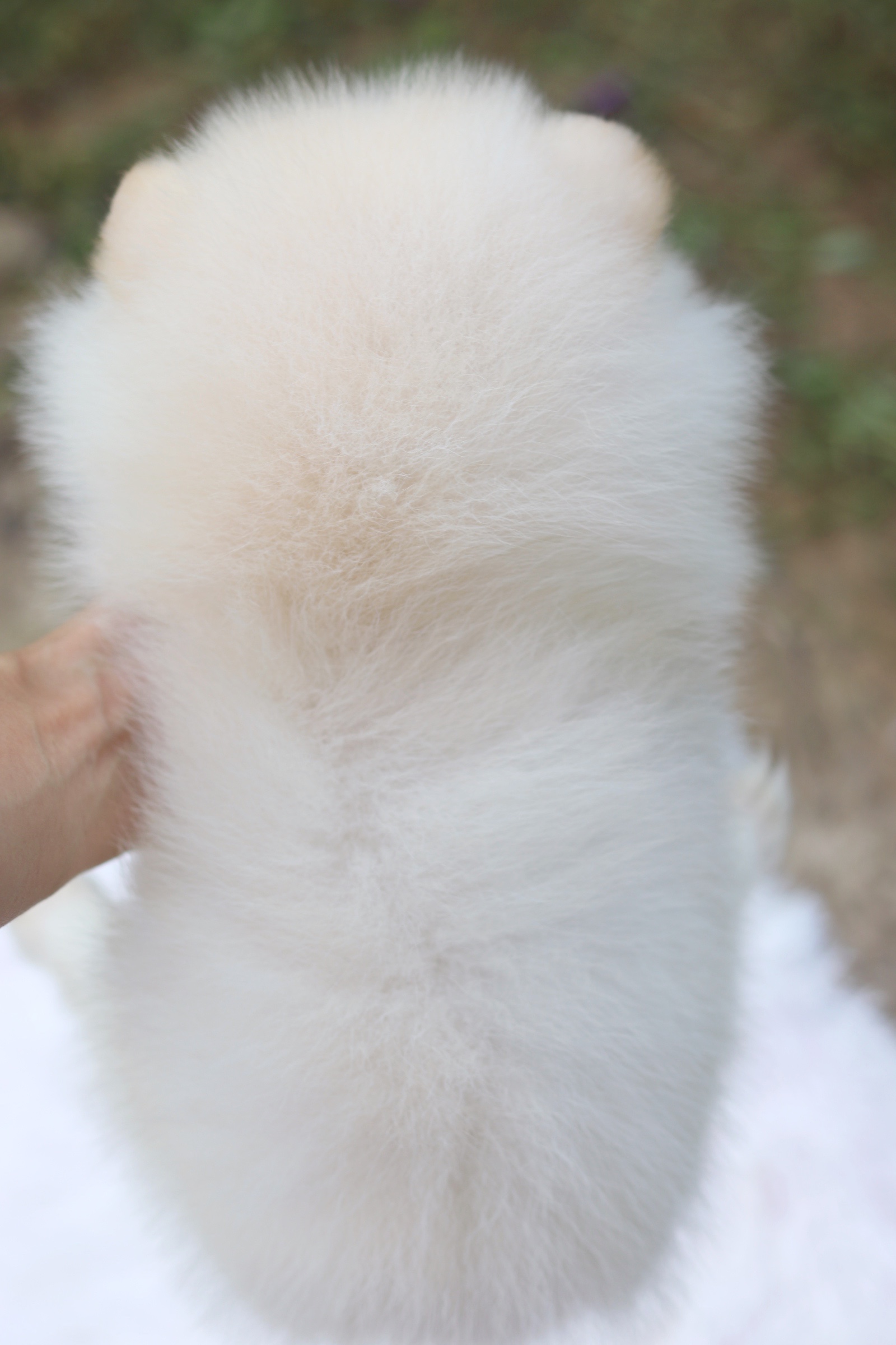 ปอมเมอเรเนียน เพศเมียสีครีม