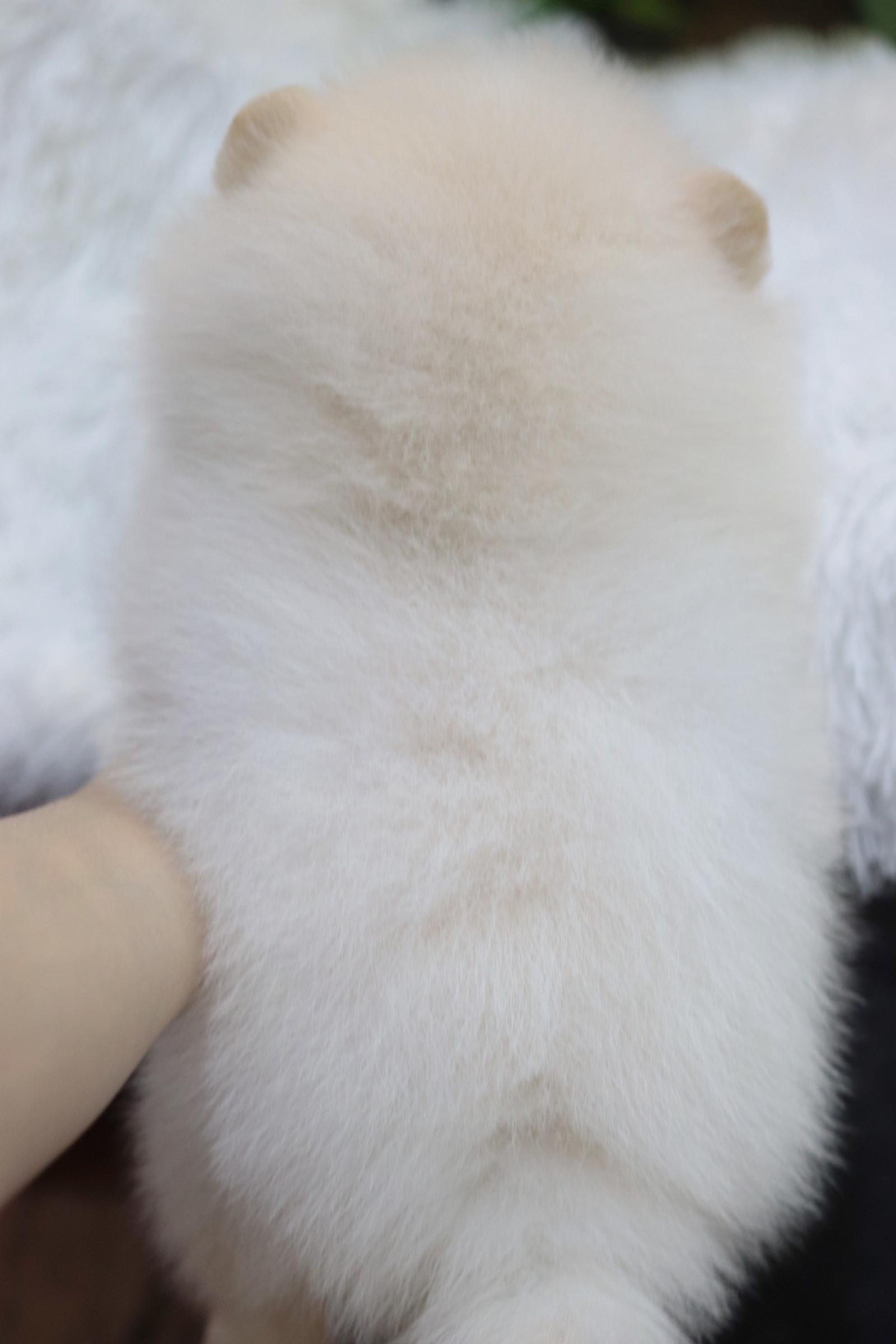 ปอมเมอเรเนียน เพศผู้ครีม