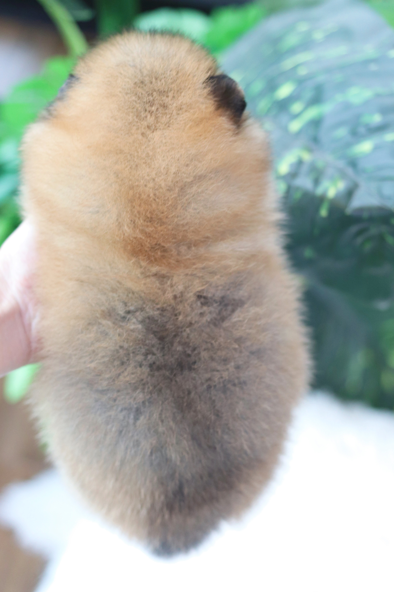 ปอมเมอเรเนียน เพศเมียสีส้ม