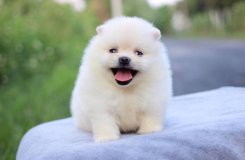 ปอมเมอเรเนียน เพศผู้สีขาว