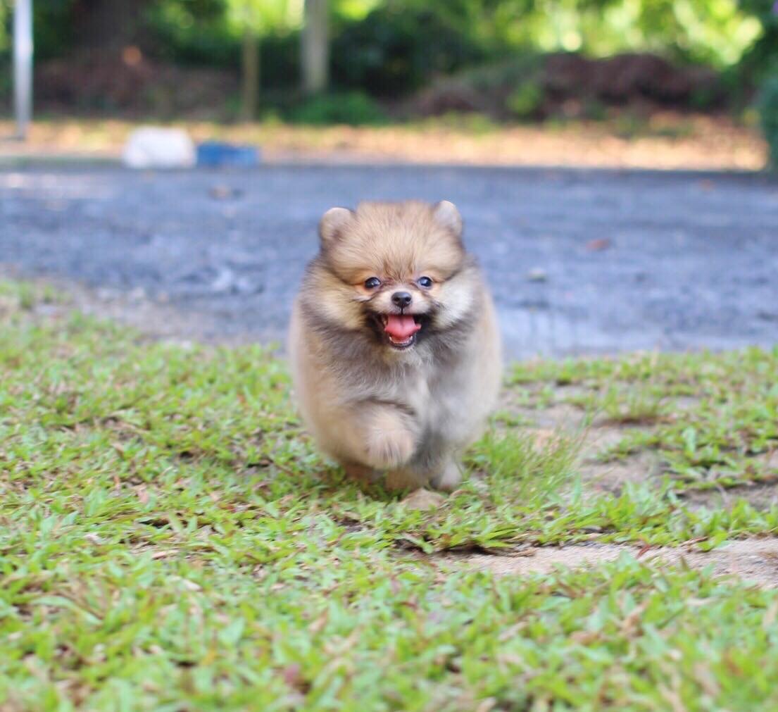 ปอมเมอเรเนียน เพศเมีย