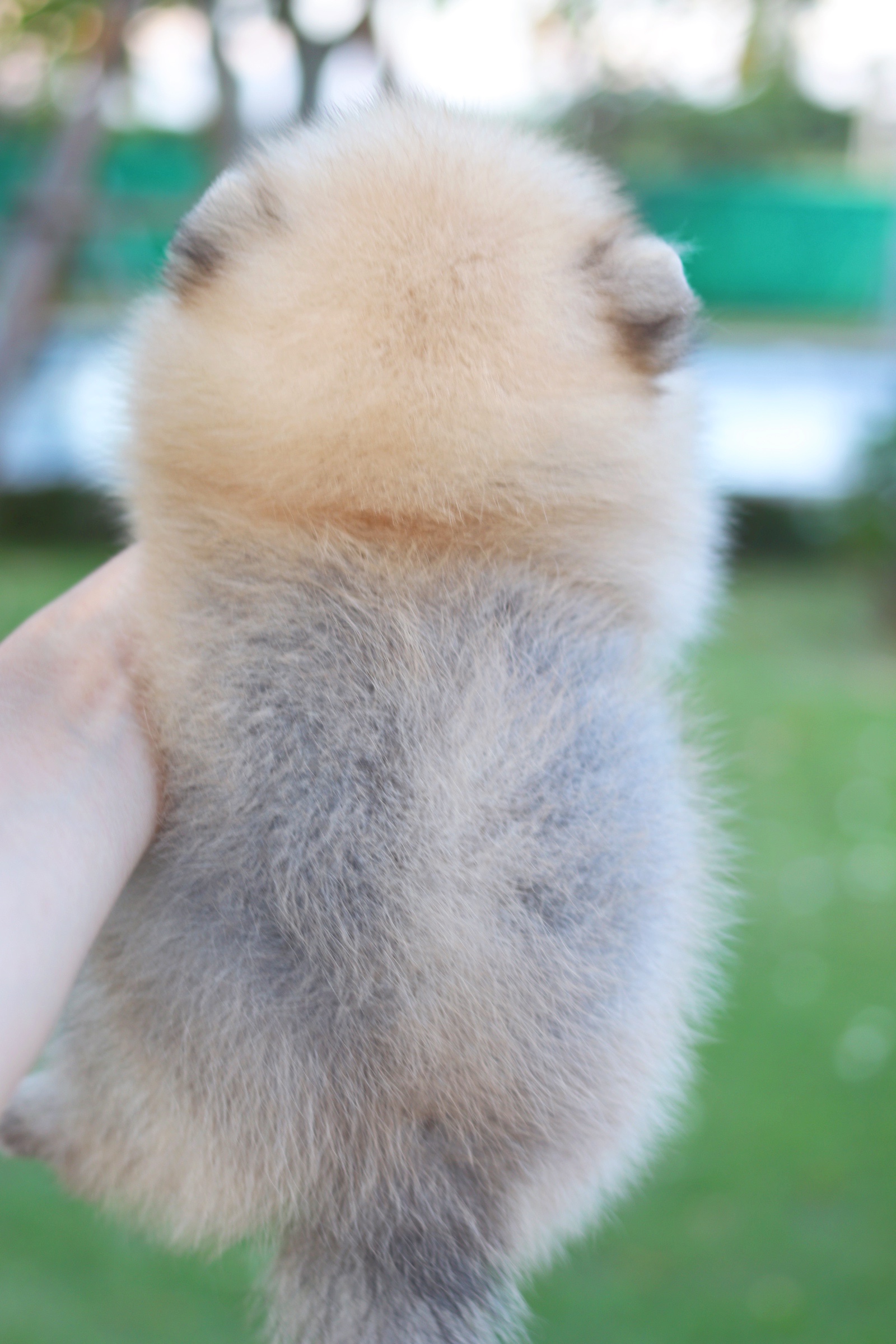 ปอมเมอเรเนียน เพศผู้ สีส้ม