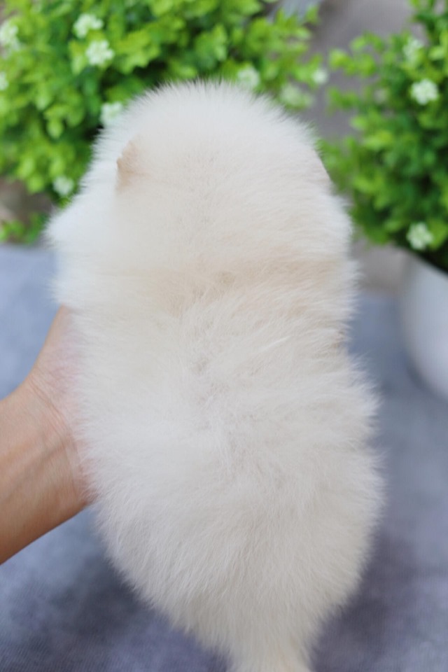 ปอมเมอเรเนียน เพศผู้