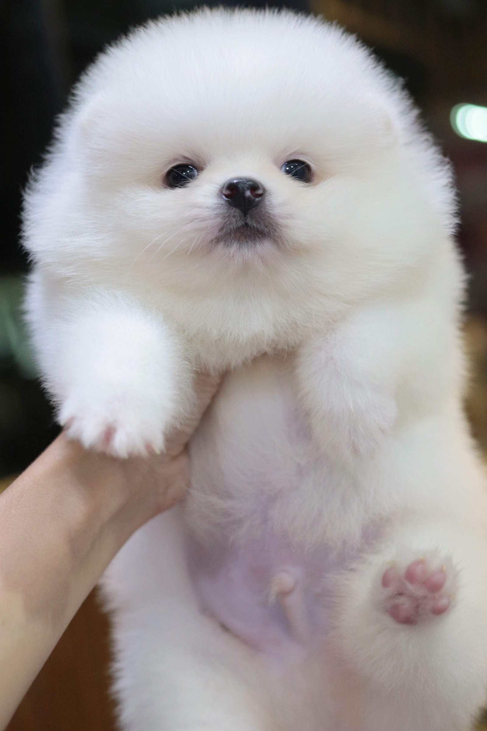 ปอมเมอเรเนียน เพศผู้ สีขาว