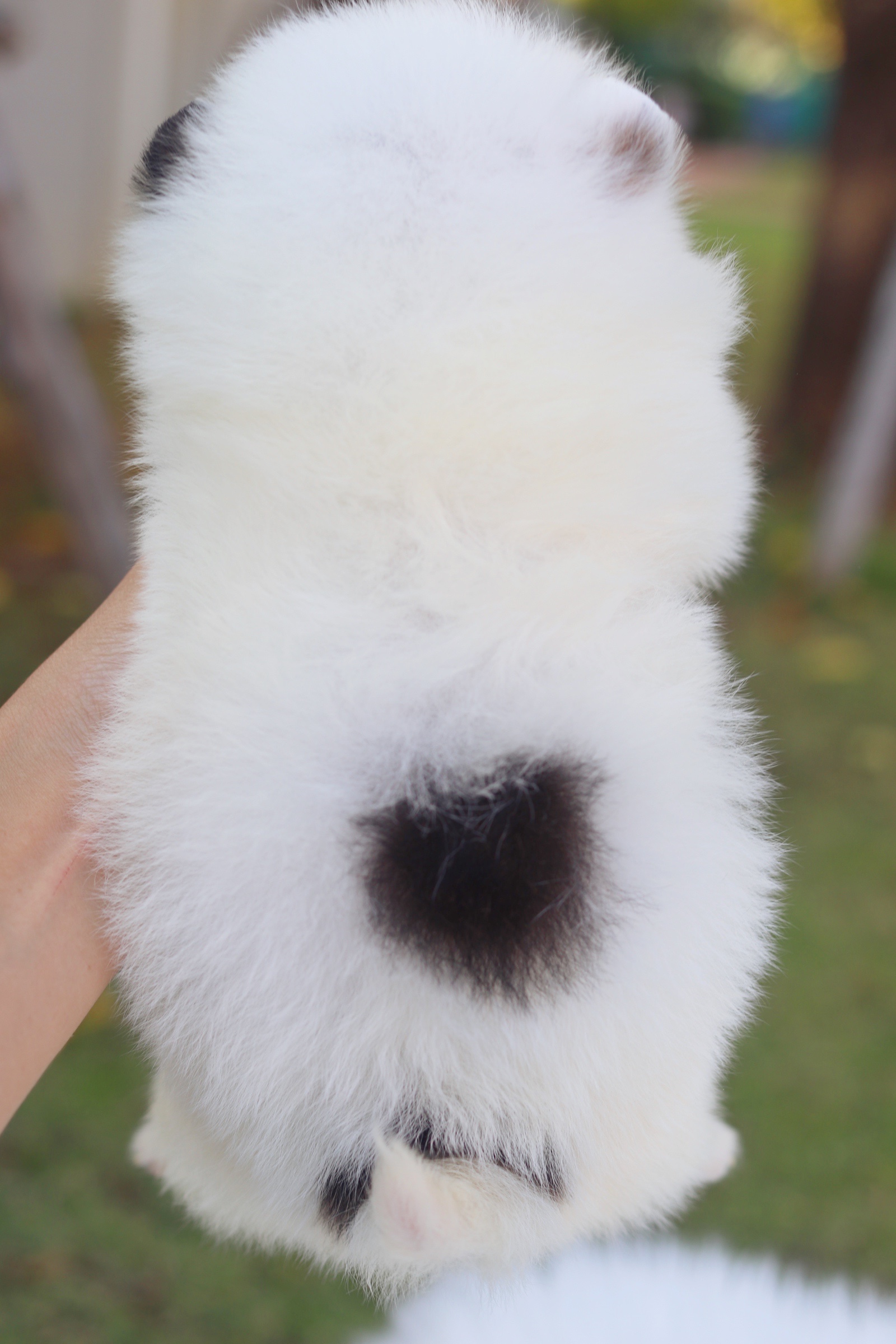 ปอมเมอเรเนียน เพศผู้แฟนซี