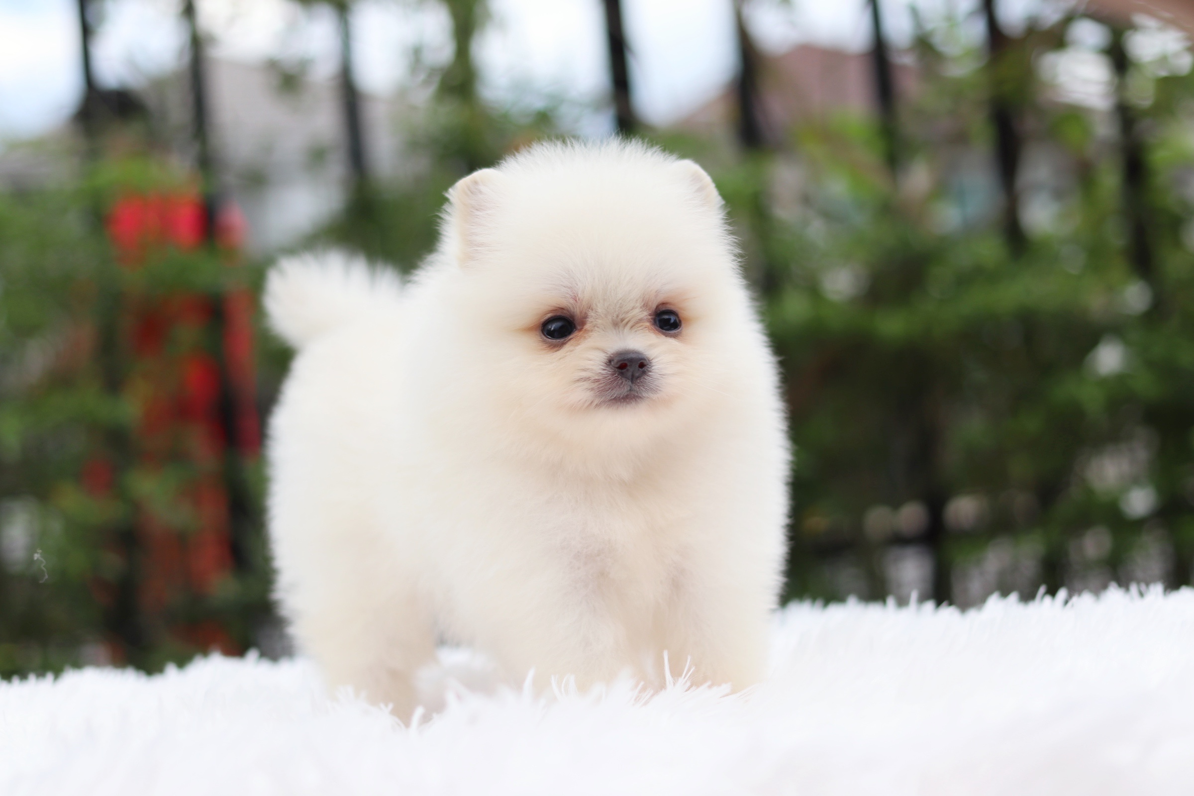 ปอมเมอเรเนียน เพศเมียขาวครีมไซส์เล็ก