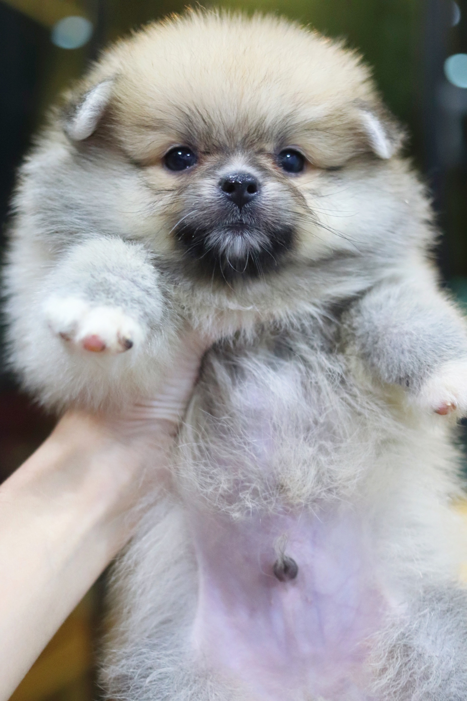 ปอมเมอเรเนียน เพศผู้ สีส้ม