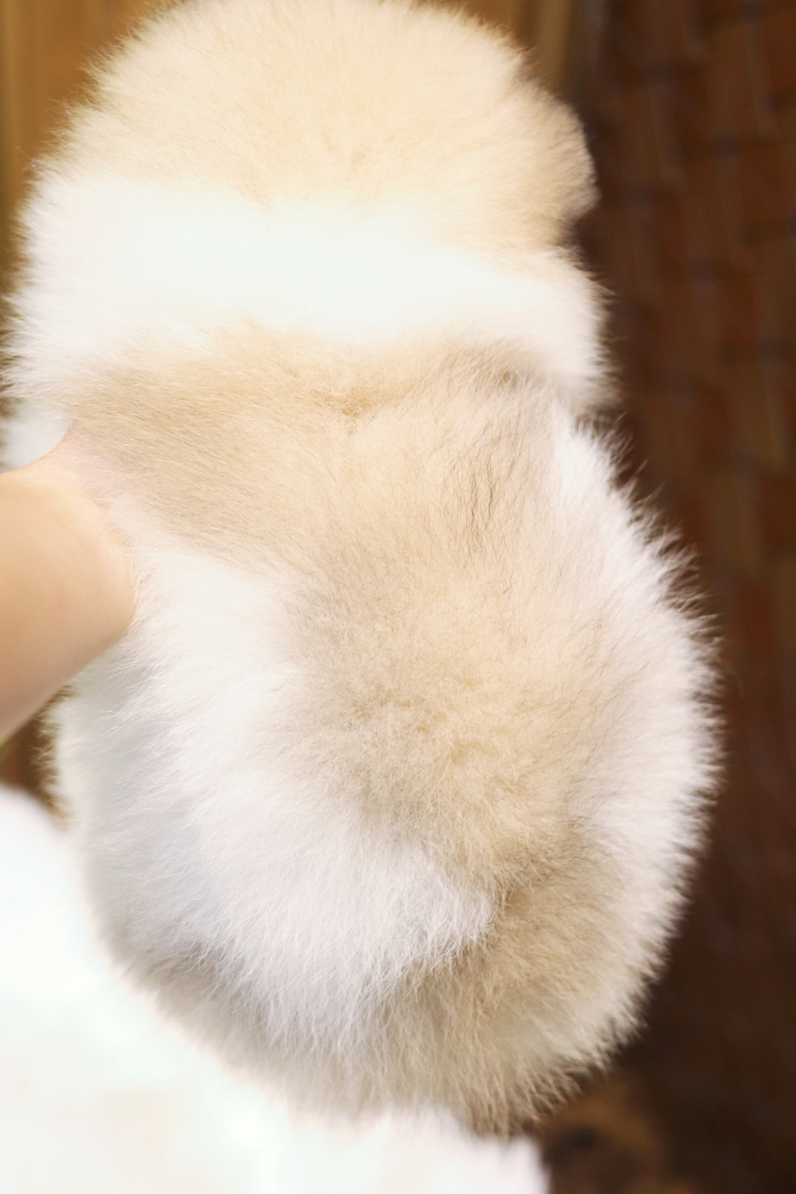 ปอมเมอเรเนียน เพศผู้สีแฟนซี