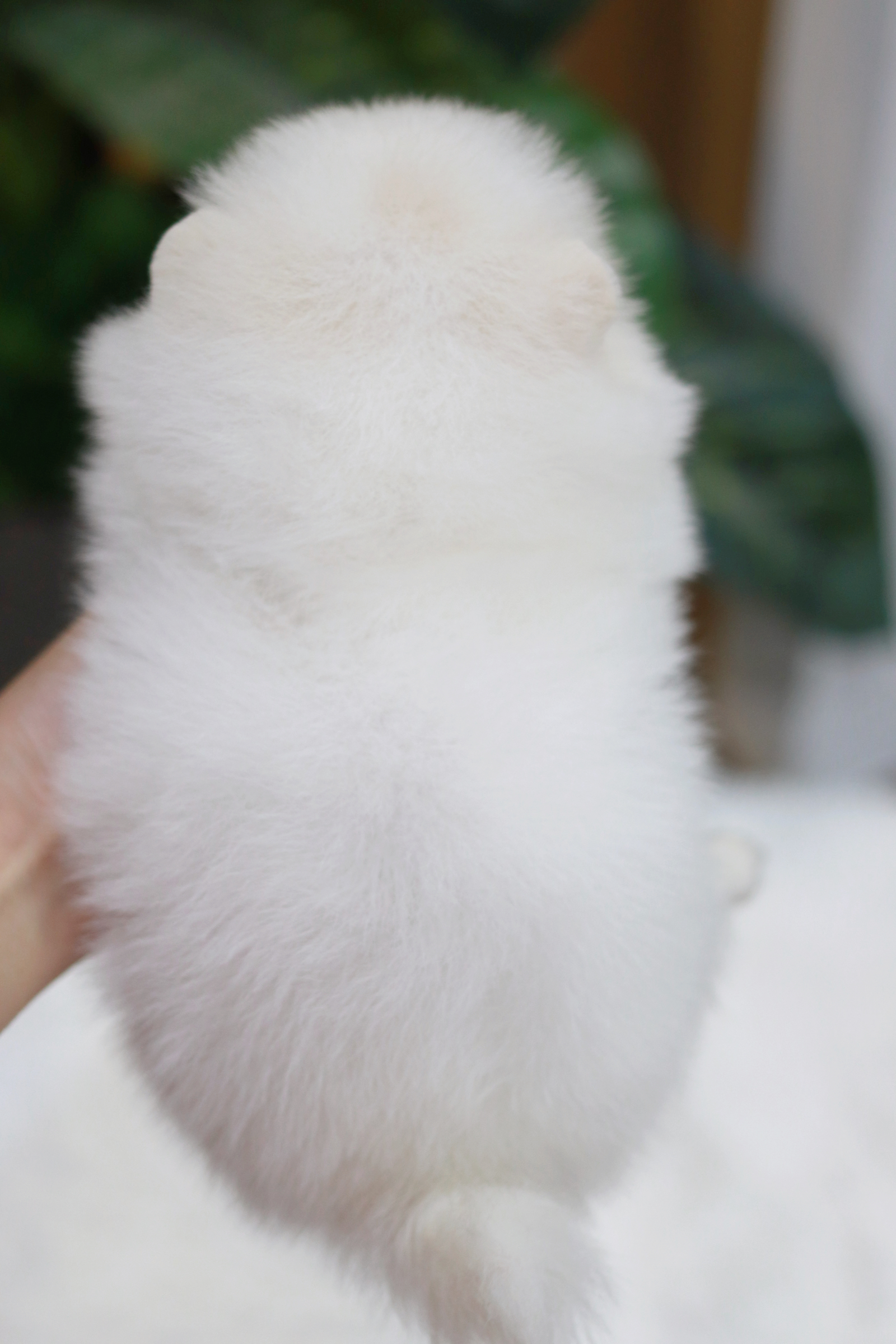 ปอมเมอเรเนียน เพศผู้ ขาว