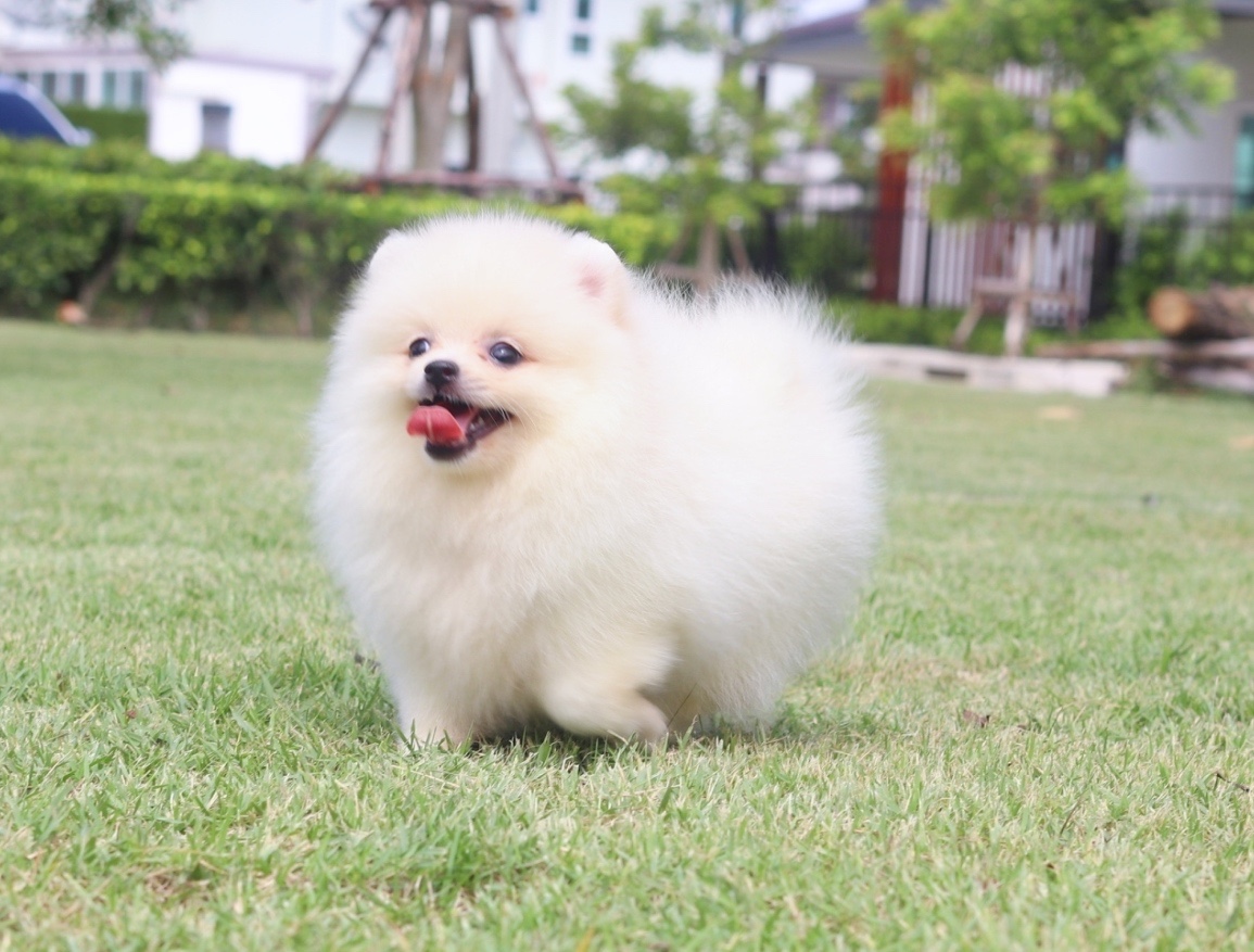 ปอมเมอเรเนียน เพศเมียสีขาวครีม